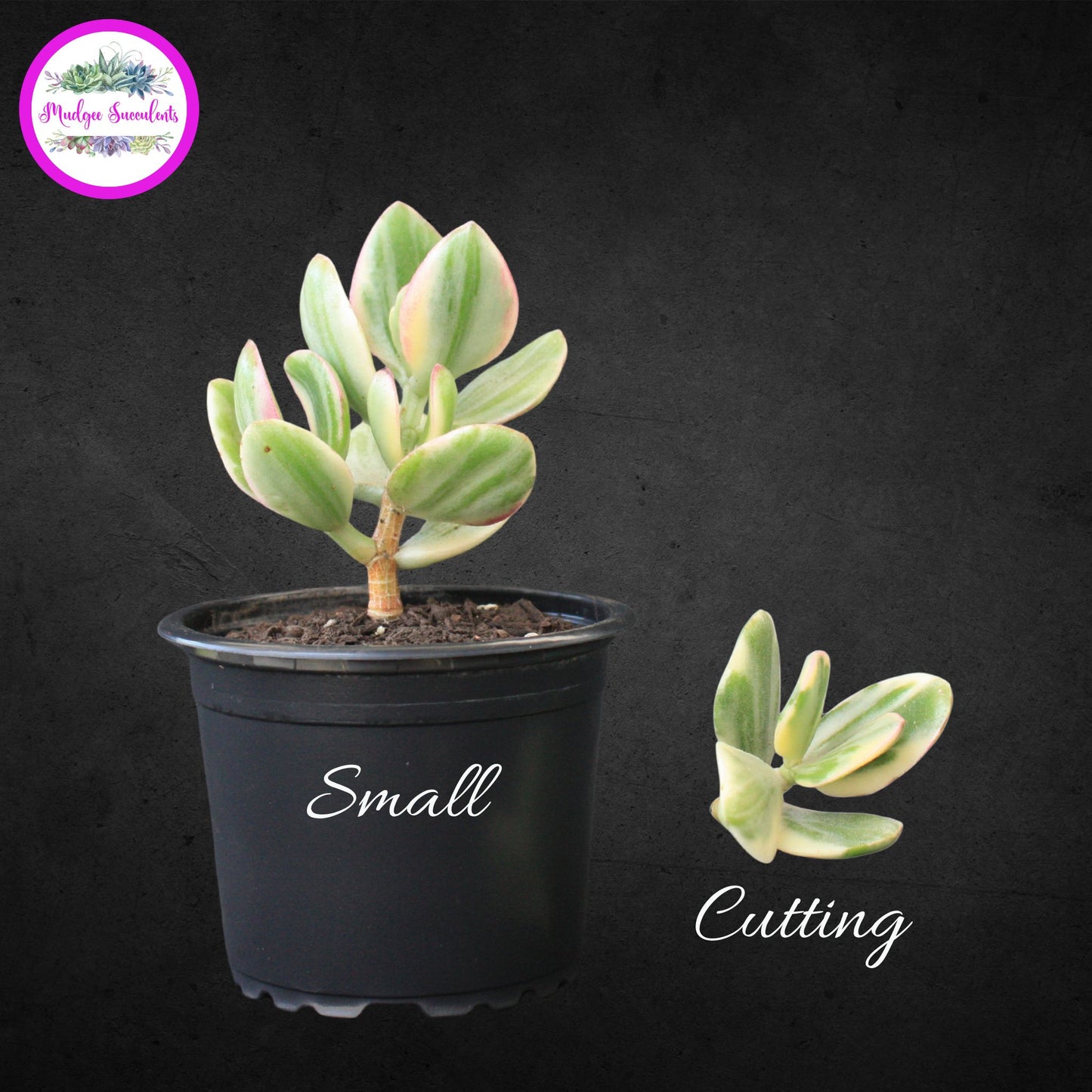 Crassula ovata ‘Variegata’ succulents labelled Small and Cutting, showing size comparison of variegated pink-edged leaves, grown and sold by Mudgee Succulents Australia.