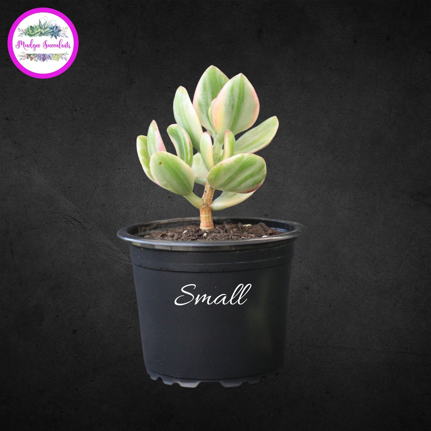 Small Crassula ovata ‘Variegata’ succulent with pink-edged green and cream variegated leaves in a black pot, grown and sold by Mudgee Succulents Australia.