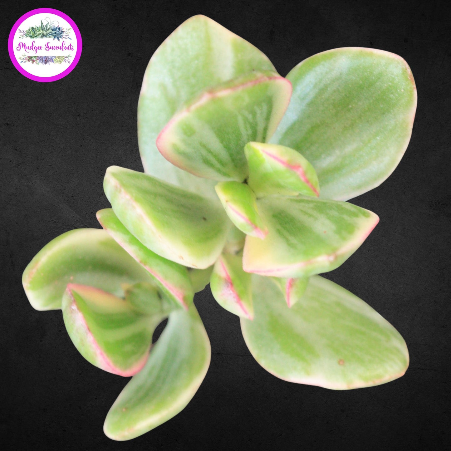 Top view of Crassula ovata ‘Variegata’ succulent showing green and cream variegated leaves with pink edges, grown by Mudgee Succulents Australia.