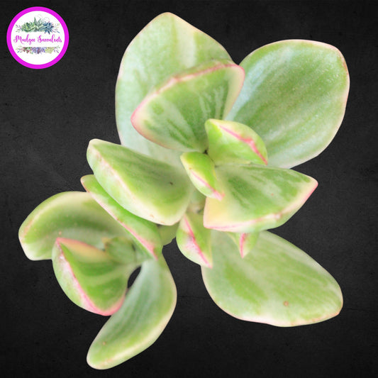 Top view of Crassula ovata ‘Variegata’ succulent showing green and cream variegated leaves with pink edges, grown by Mudgee Succulents Australia.