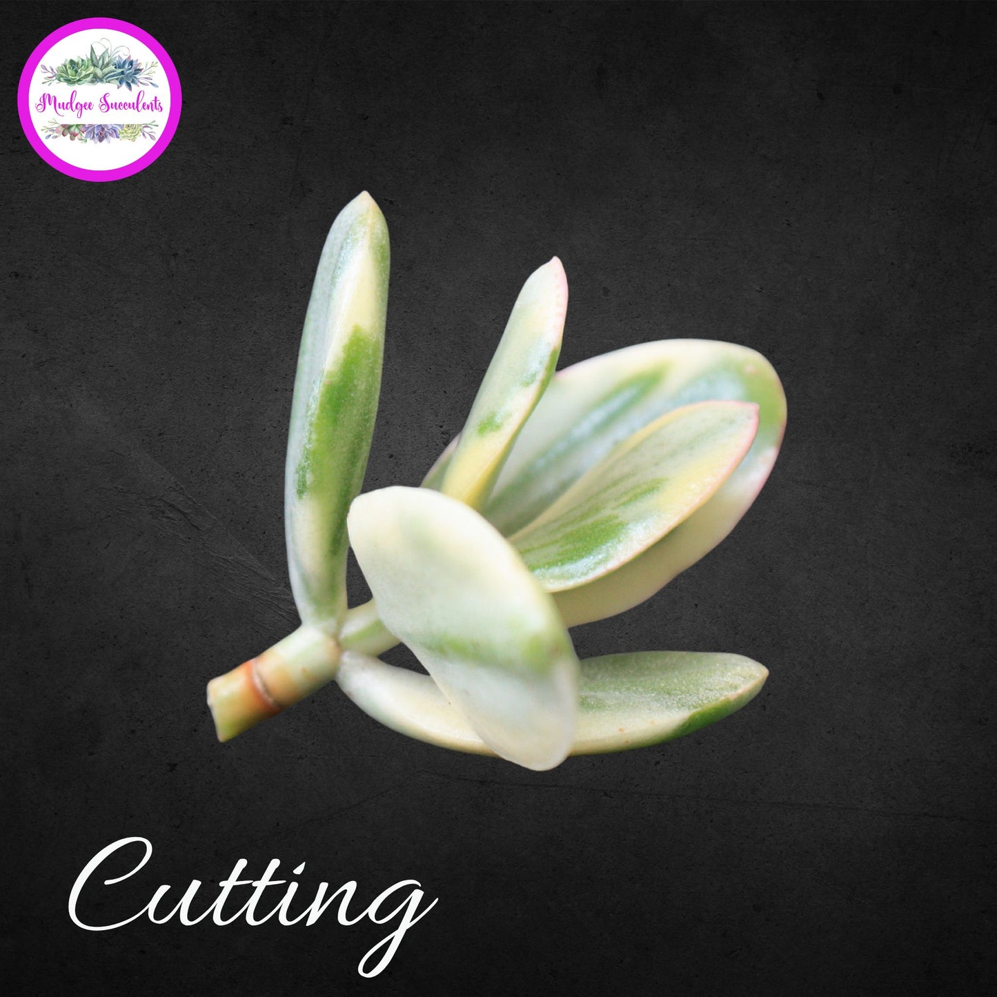 Crassula ovata ‘Variegata’ succulent cutting with pink-edged green and cream variegated leaves, grown and sold by Mudgee Succulents Australia.