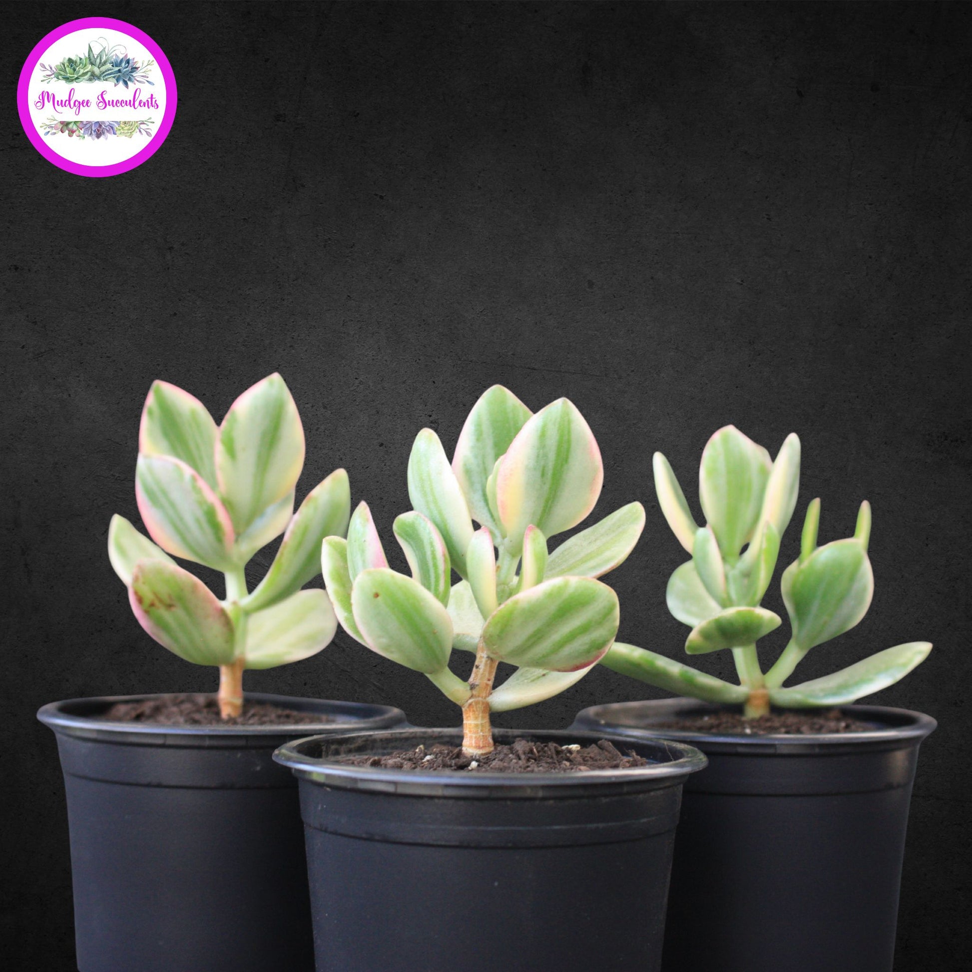 Three Crassula ovata ‘Variegata’ succulents with pink-edged green and cream variegated leaves in black pots, grown and sold by Mudgee Succulents Australia.