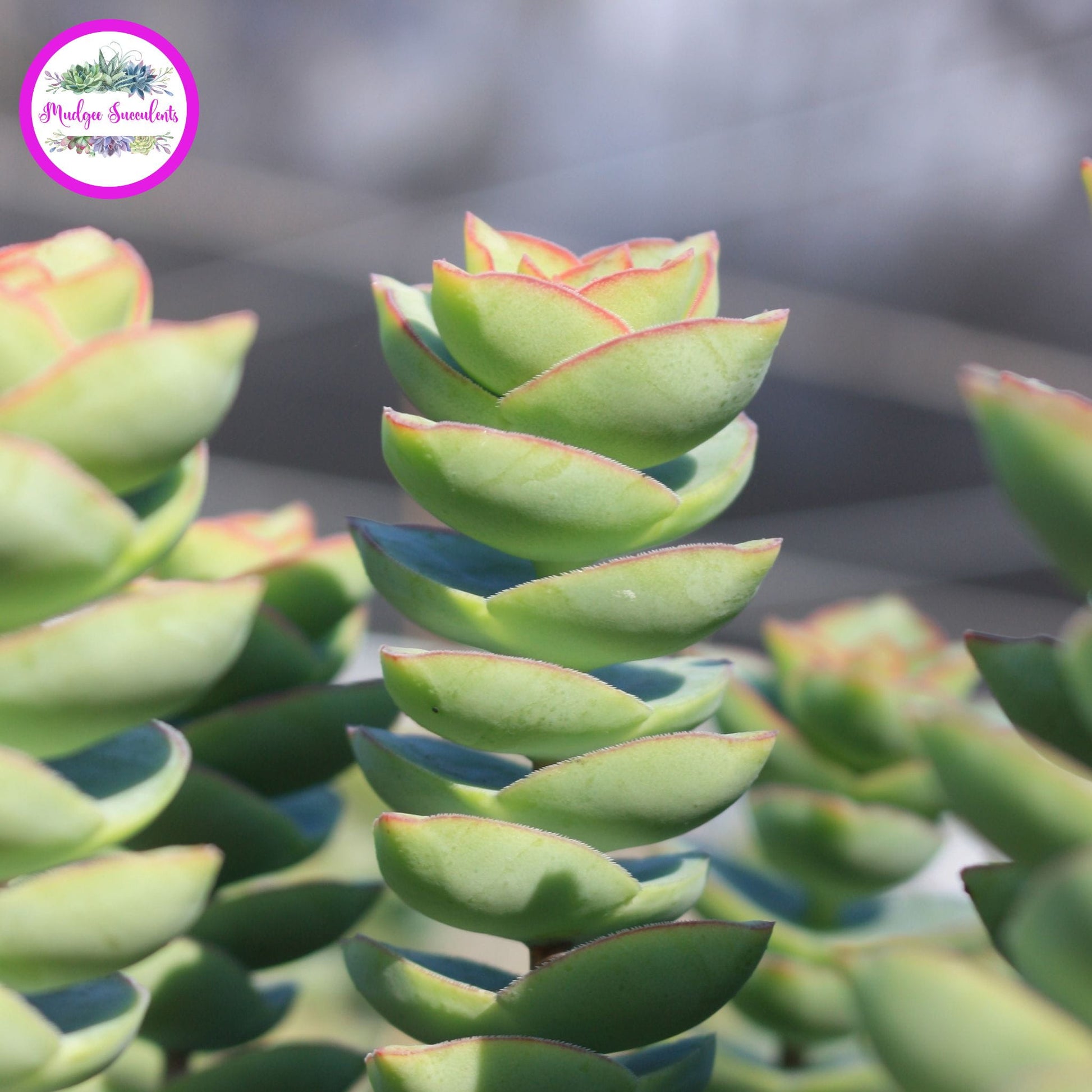 Close-up of Crassula perforata ‘Giant Form’ succulent stems with stacked pale green leaves edged in pink.