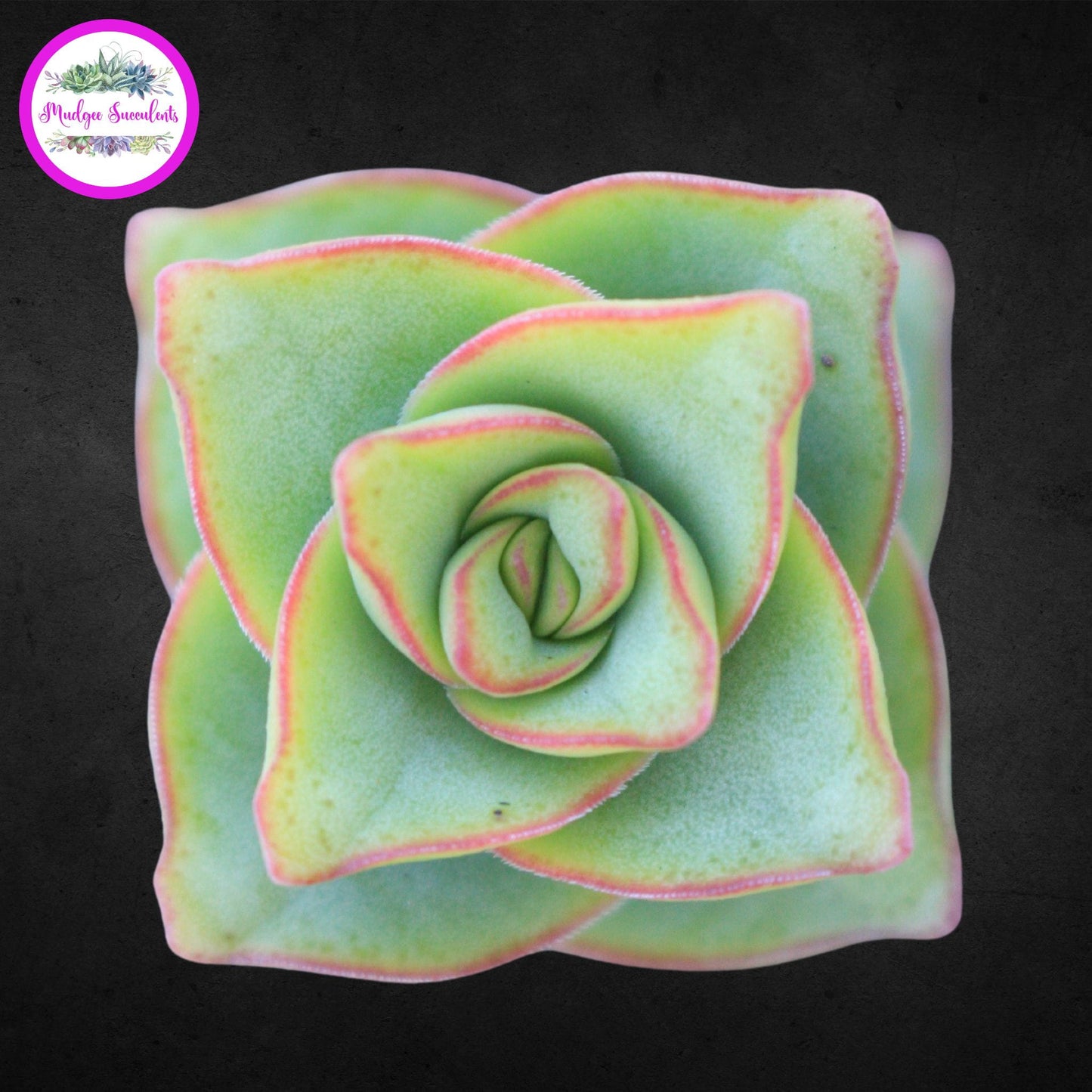 Top view of a Crassula perforata ‘Giant Form’ succulent with pale green leaves edged in soft pink, displayed on a dark background with the Mudgee Succulents logo.