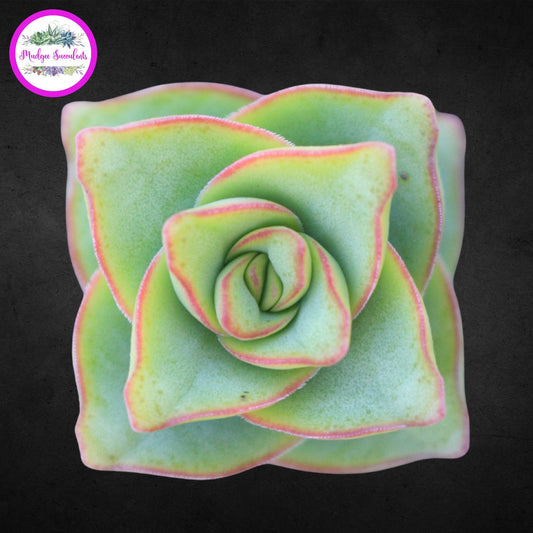 Top view of a Crassula perforata ‘Giant Form’ succulent with pale green leaves edged in soft pink, displayed on a dark background with the Mudgee Succulents logo.
