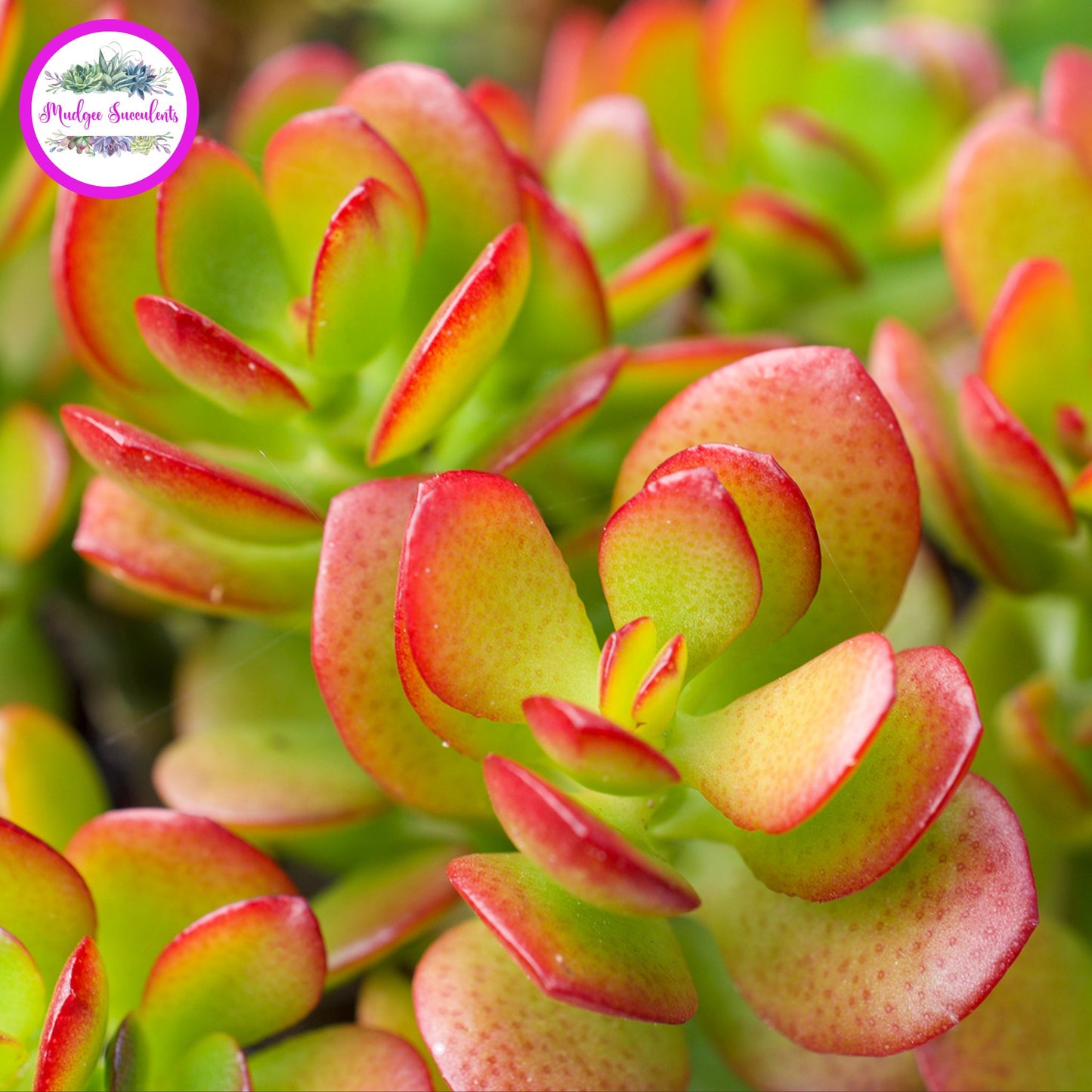 Close-up of Crassula ovata ‘Minima’ succulent leaves showing compact green foliage with bright red edging, grown by Mudgee Succulents Australia.