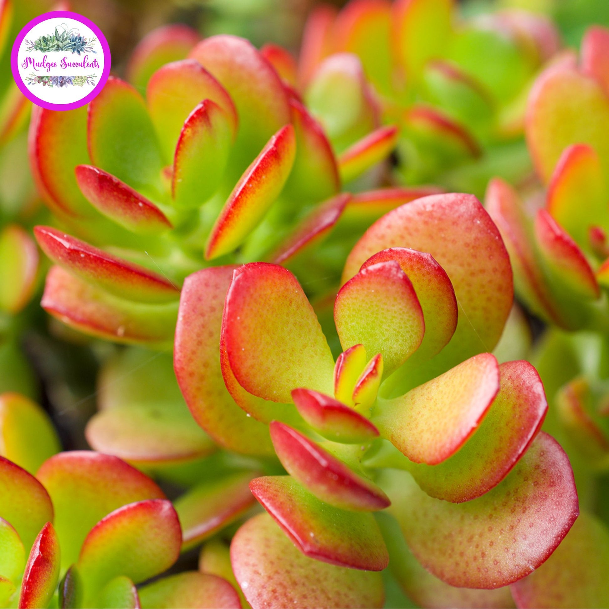 Close-up of Crassula ovata ‘Minima’ succulent leaves showing compact green foliage with bright red edging, grown by Mudgee Succulents Australia.