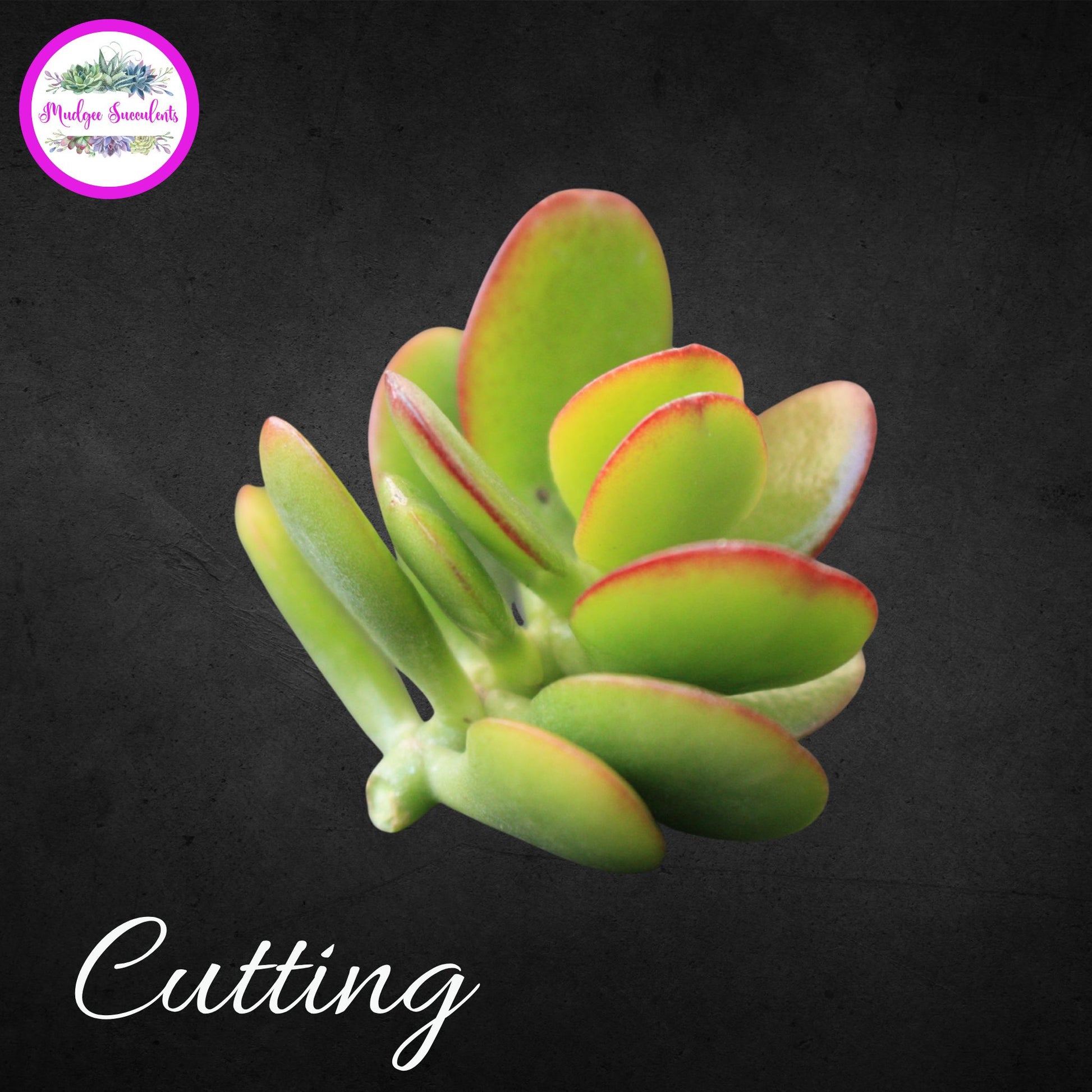Crassula ovata ‘Minima’ succulent cutting showing compact green leaves with red edging, available from Mudgee Succulents Australia.