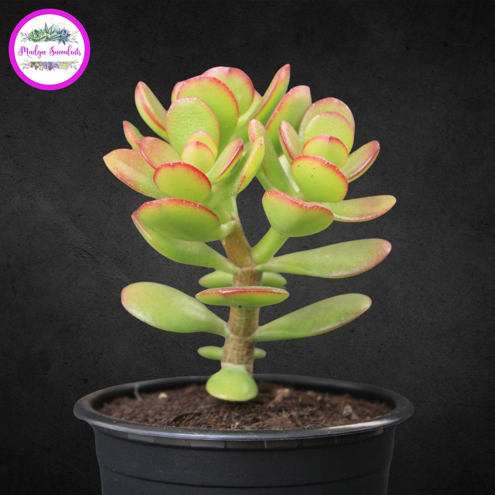 Crassula ovata ‘Minima’ succulent in a black pot showing compact green leaves with red edging, grown and sold by Mudgee Succulents Australia.