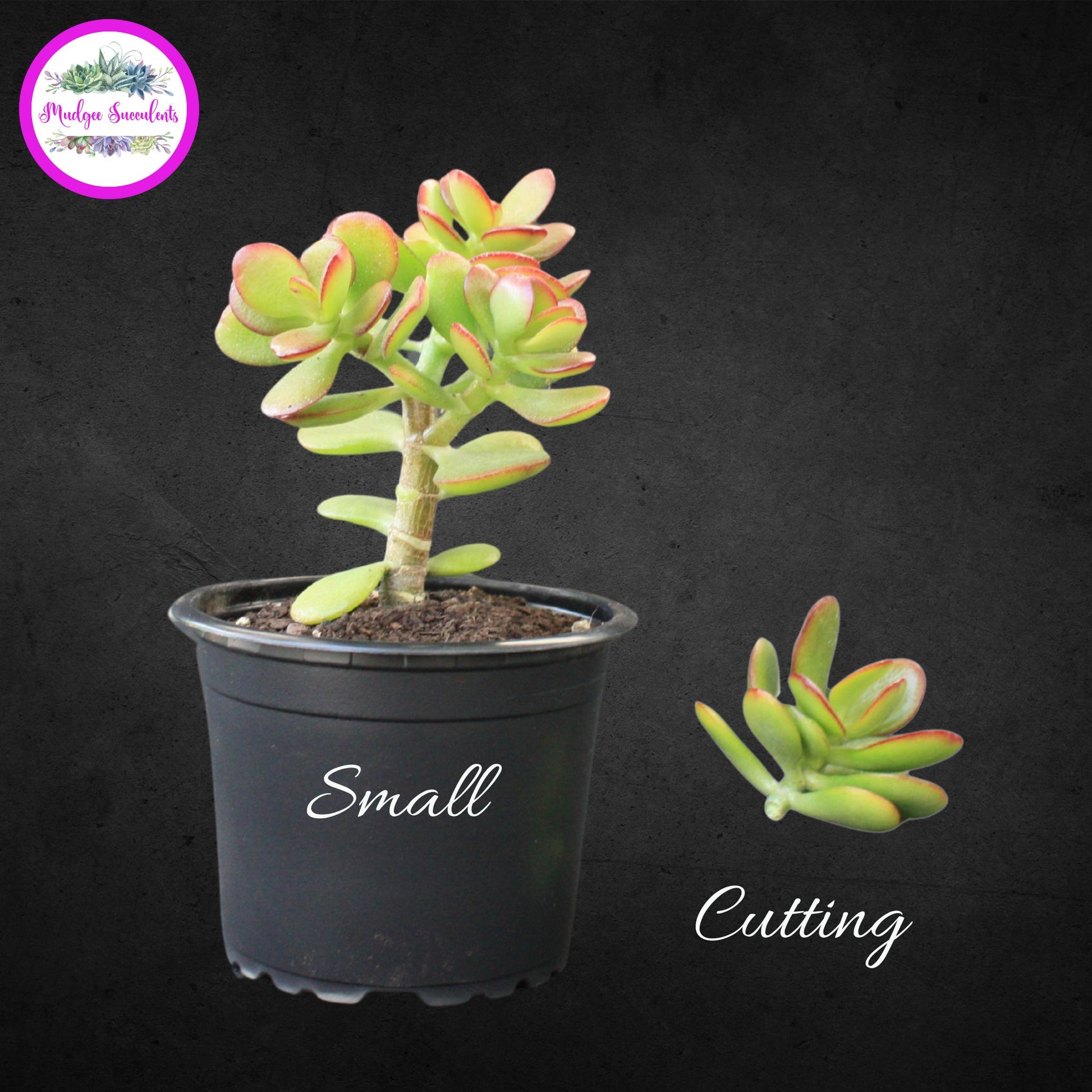Crassula ovata ‘Minima’ succulent shown in Small pot size alongside a cutting, highlighting size difference, grown by Mudgee Succulents Australia.