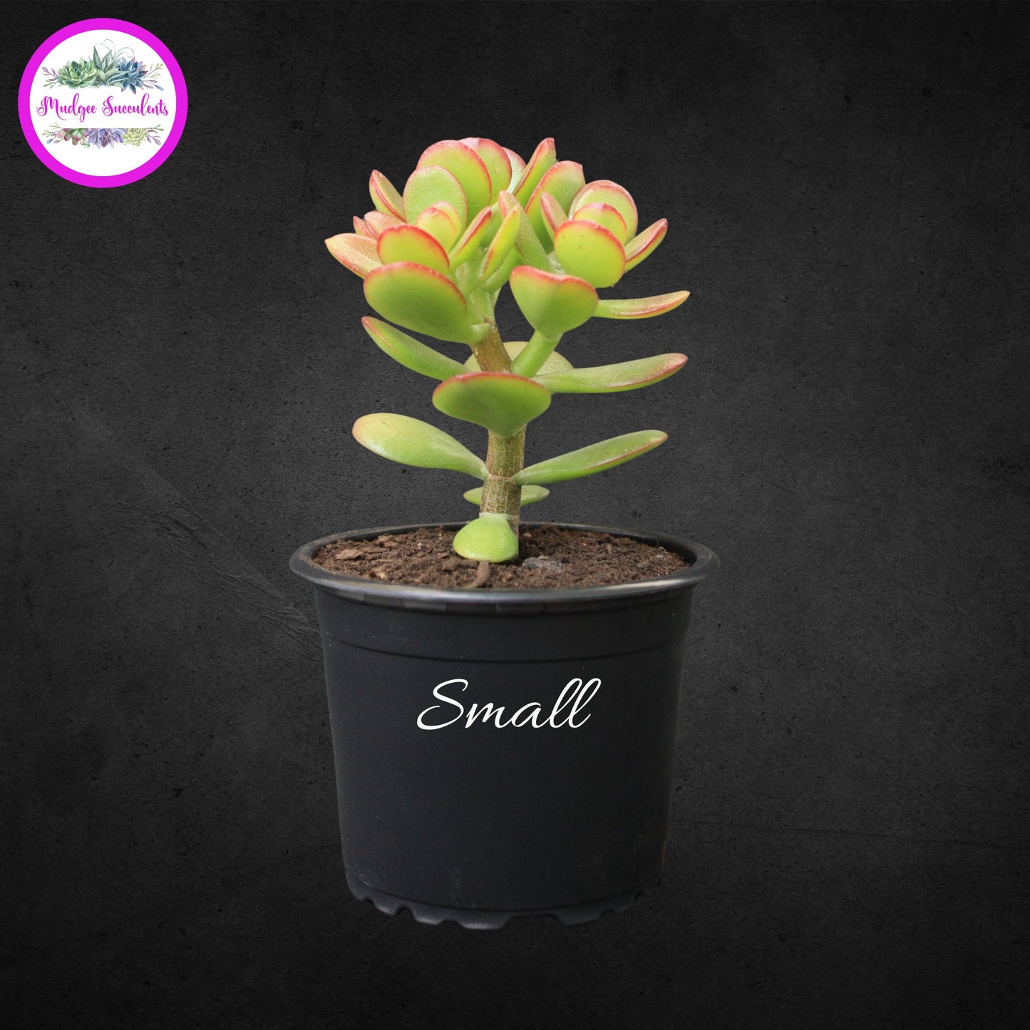 Small Crassula ovata ‘Minima’ succulent in a black pot showing compact green leaves with red edging, grown by Mudgee Succulents Australia.