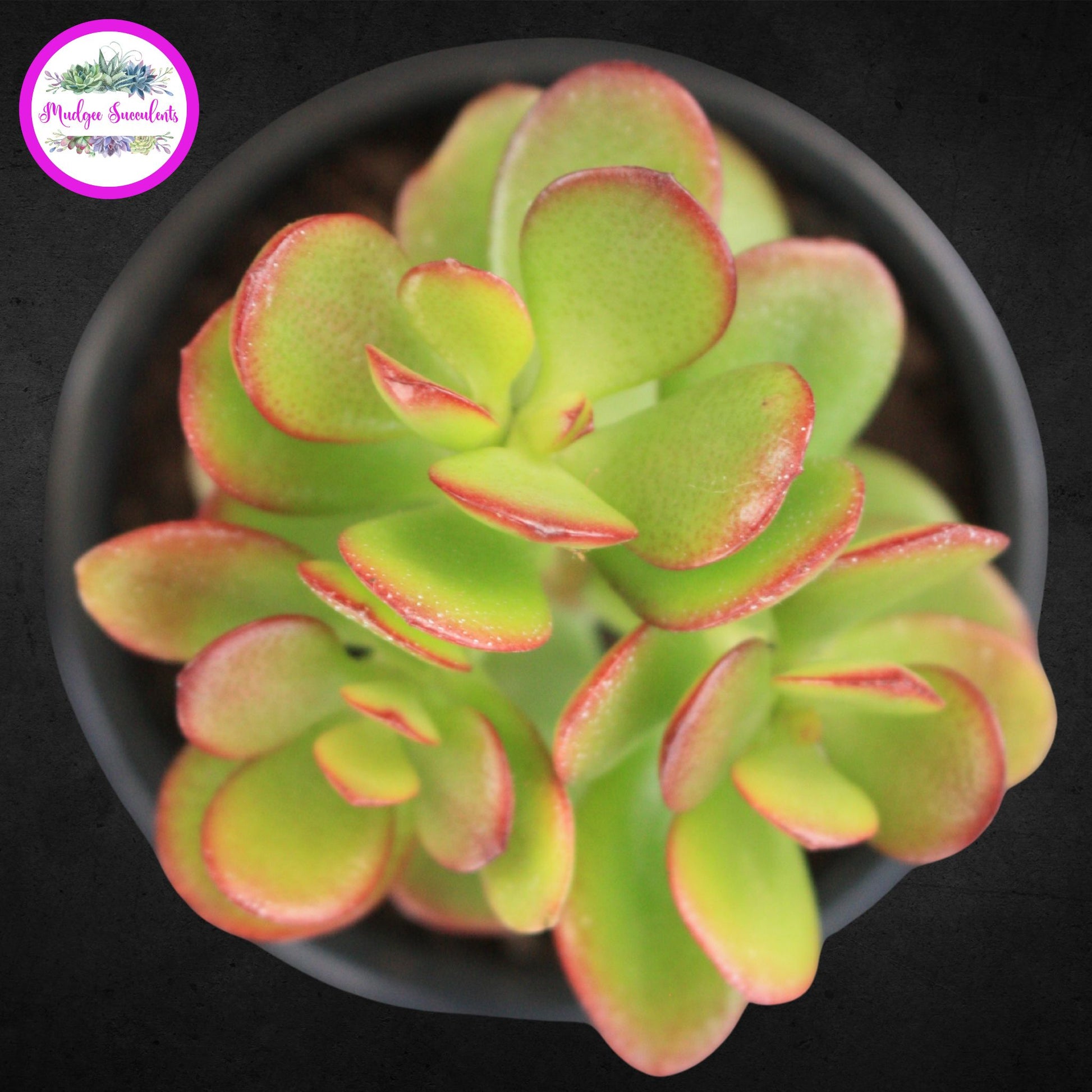Top view of Crassula ovata ‘Minima’ succulent showing compact green leaves with bright red edging, grown by Mudgee Succulents Australia.