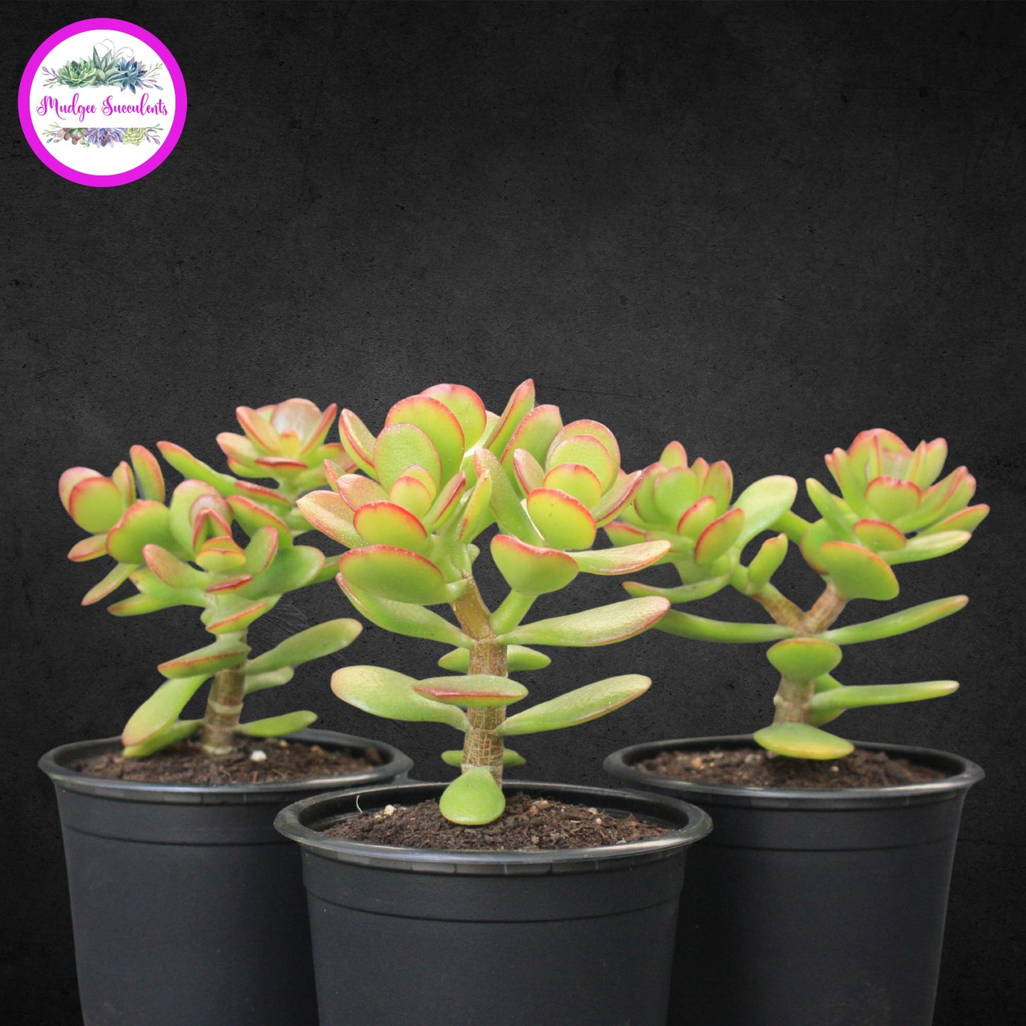 Three Crassula ovata ‘Minima’ succulents in black pots showing compact green leaves with red edging, grown by Mudgee Succulents Australia.