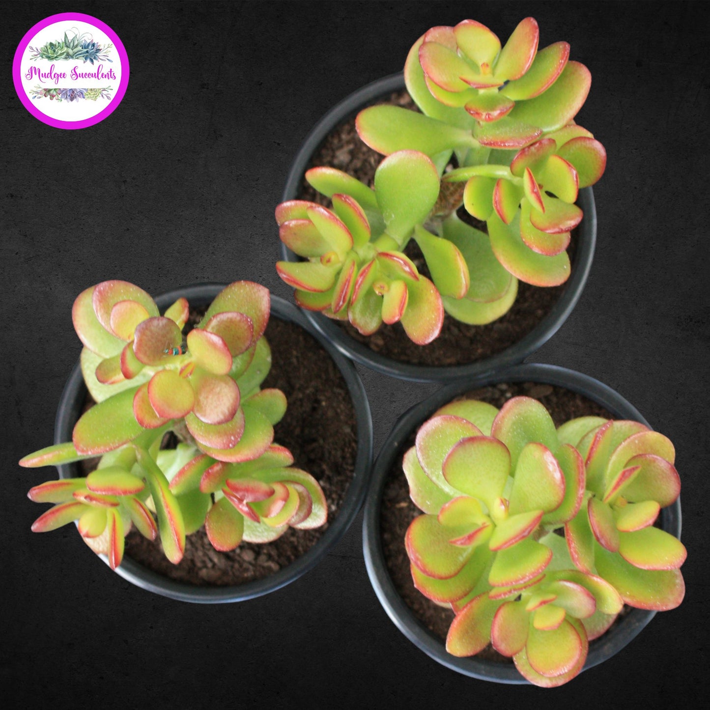 Top view of three Crassula ovata ‘Minima’ succulents in black pots showing compact green leaves with red edging, grown by Mudgee Succulents Australia.