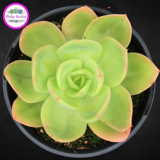 Echeveria 'Golden Glow' - Mudgee Succulents Online Shop