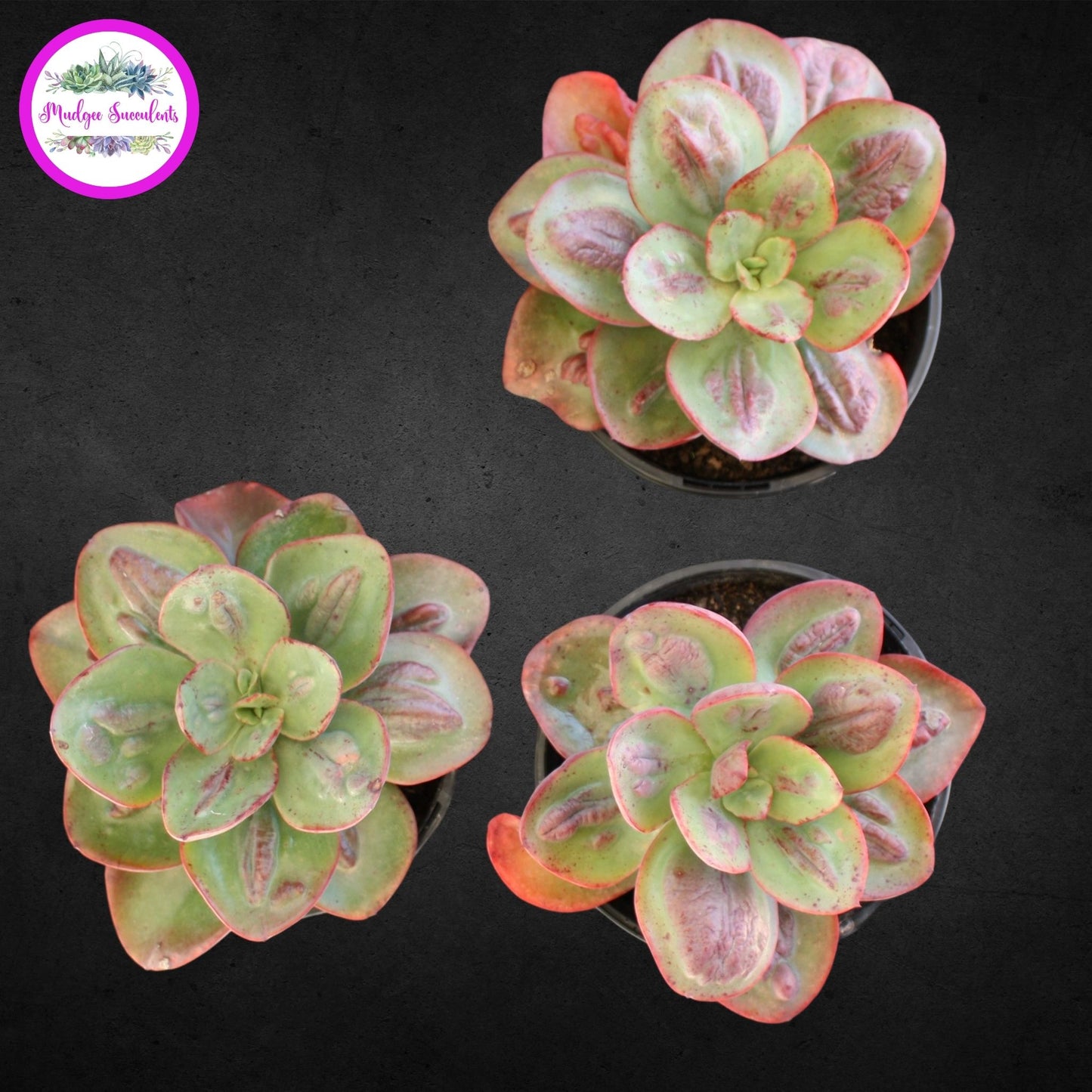 Succulent Plant - Echeveria 'Baron Bold' - Mudgee Succulents Online Shop