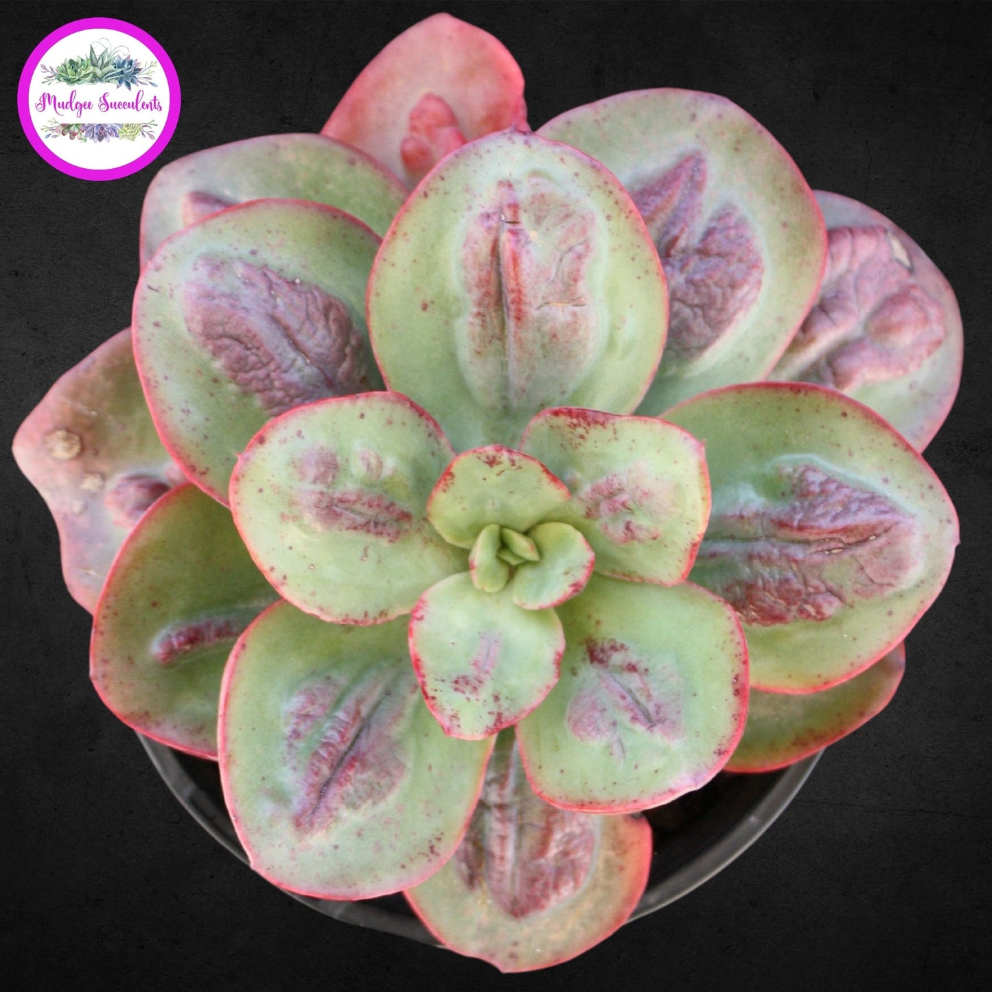 Succulent Plant - Echeveria 'Baron Bold' - Mudgee Succulents Online Shop