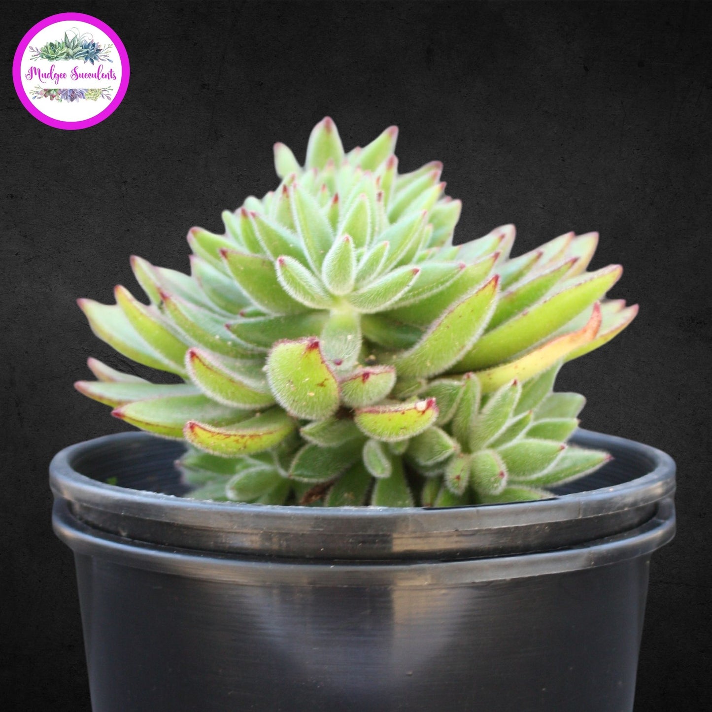set oliver succulent Echeveria 'Set-Oliver' | Mudgee Succulents