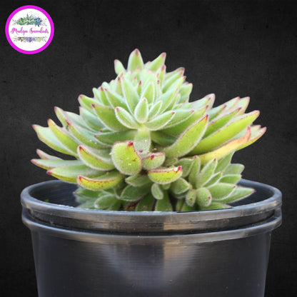 Succulent Plant - Echeveria 'Set-Oliver' - Mudgee Succulents Online Shop