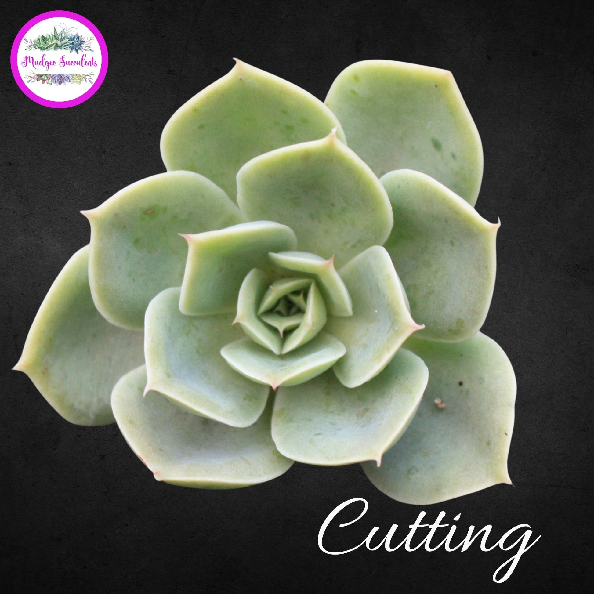 Succulent Plant - Echeveria Beltana' - Mudgee Succulents Online Shop