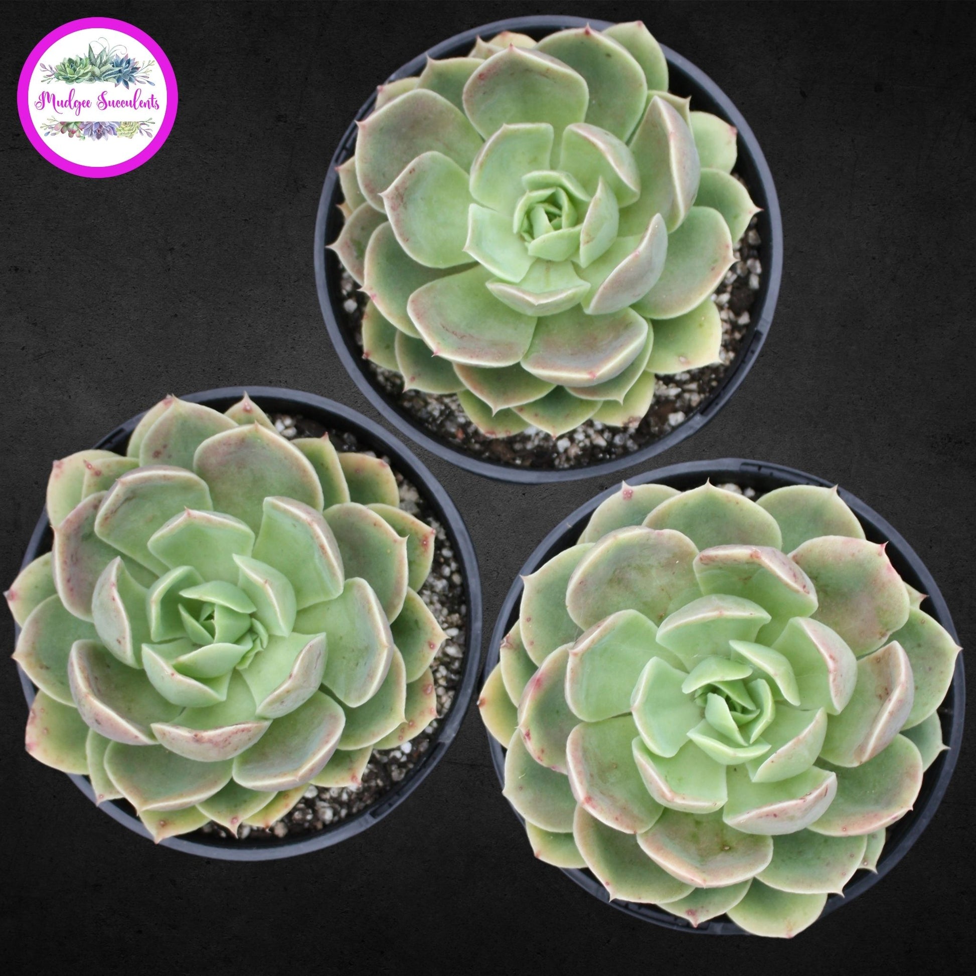 Succulent Plant - Echeveria Beltana' - Mudgee Succulents Online Shop