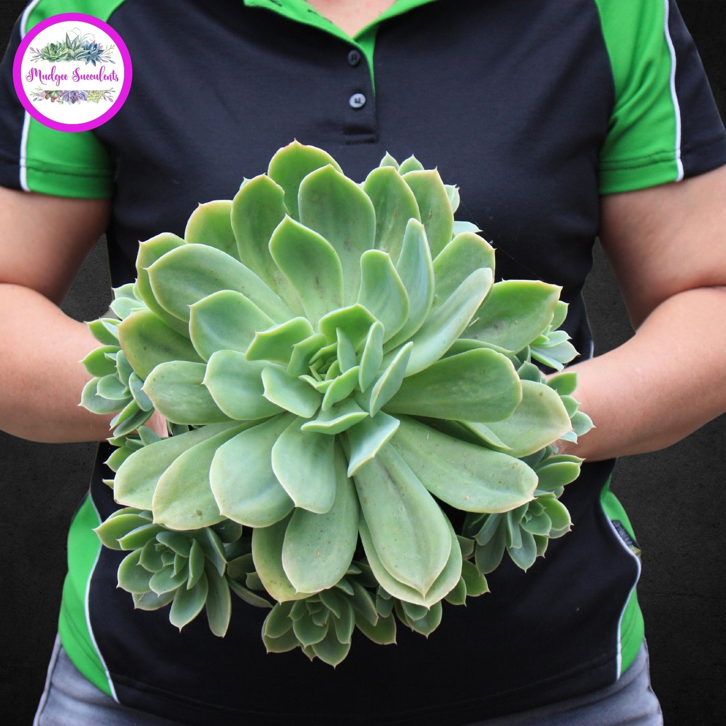 Succulent Plant - Echeveria Beltana' - Mudgee Succulents Online Shop