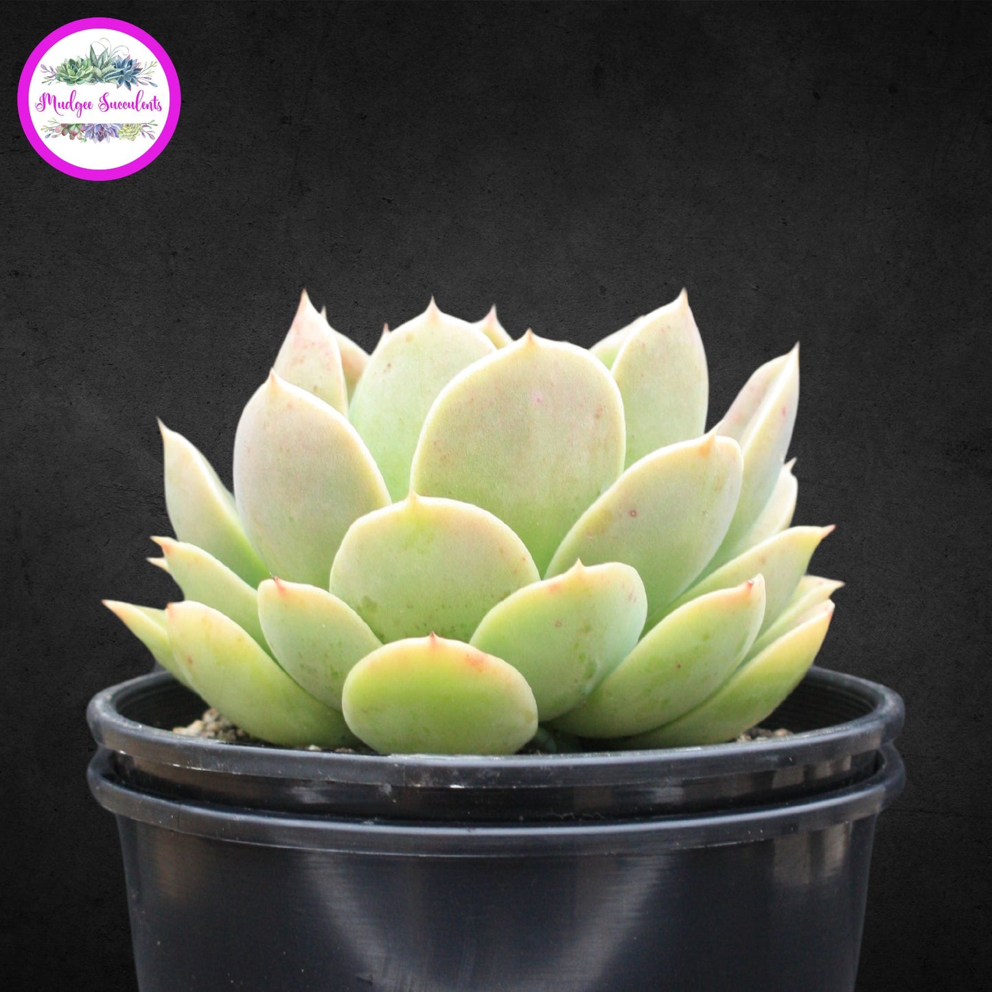 Succulent Plant - Echeveria Beltana' - Mudgee Succulents Online Shop