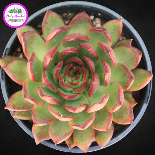 Succulent Plant - Echeveria 'Benimusume'- Mudgee Succulents Online Shop