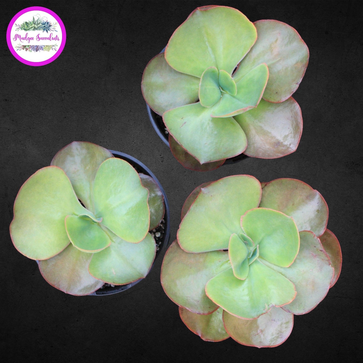 Succulent Plant - Echeveria 'Big Red' - Mudgee Succulents Online Shop