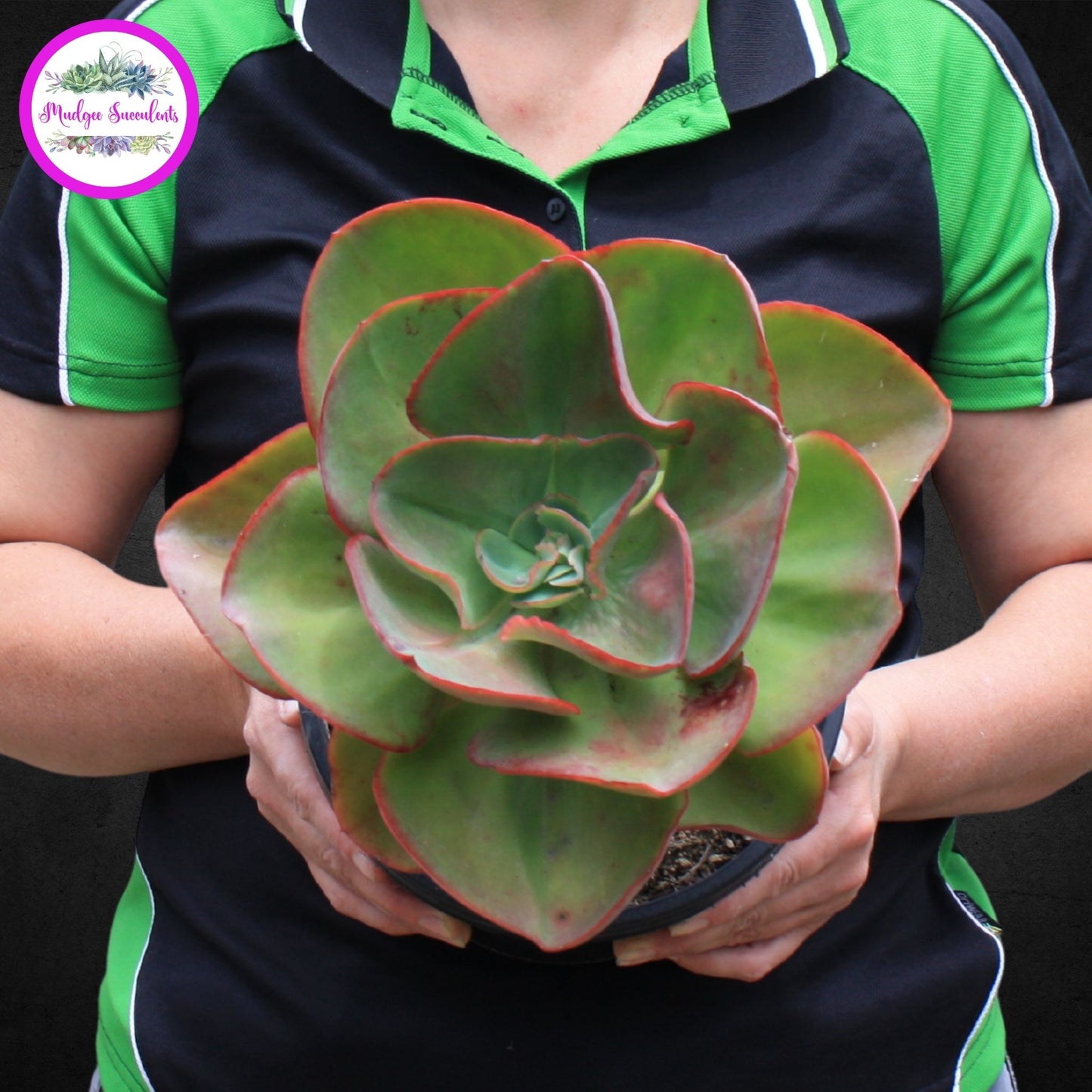 Succulent Plant - Echeveria 'Big Red' - Mudgee Succulents Online Shop