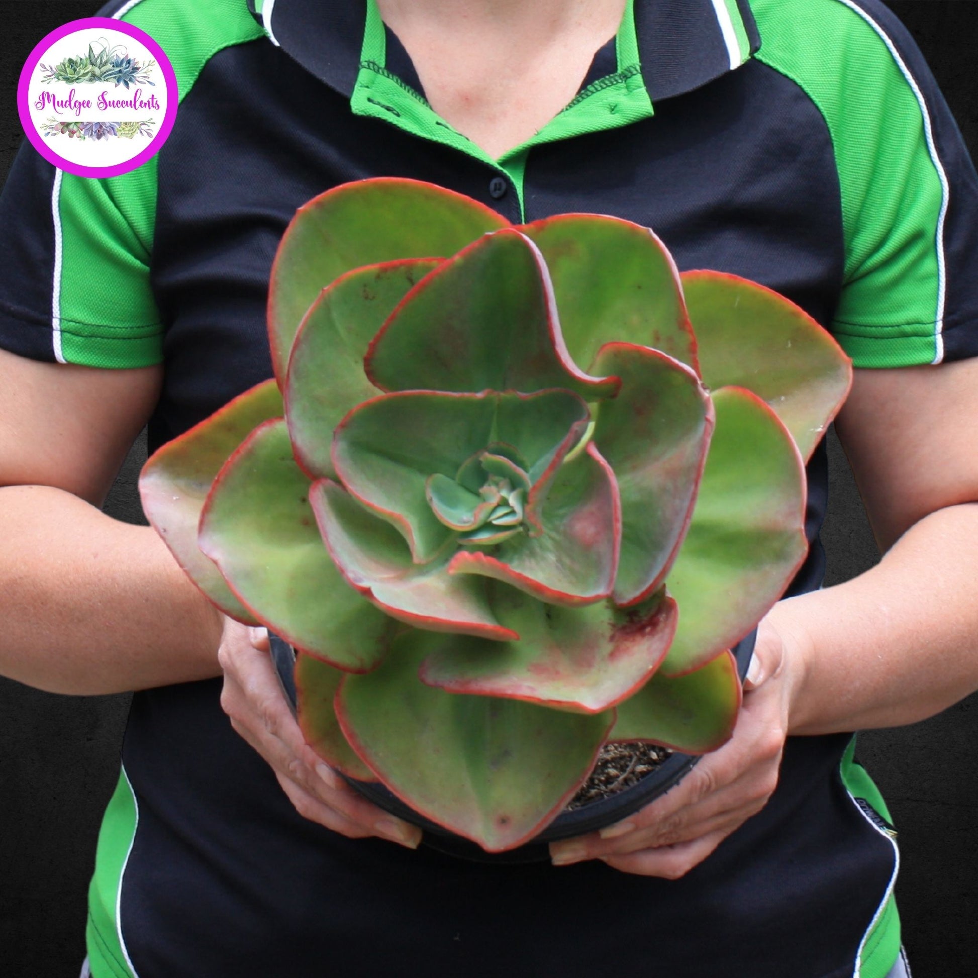 Succulent Plant - Echeveria 'Big Red' - Mudgee Succulents Online Shop