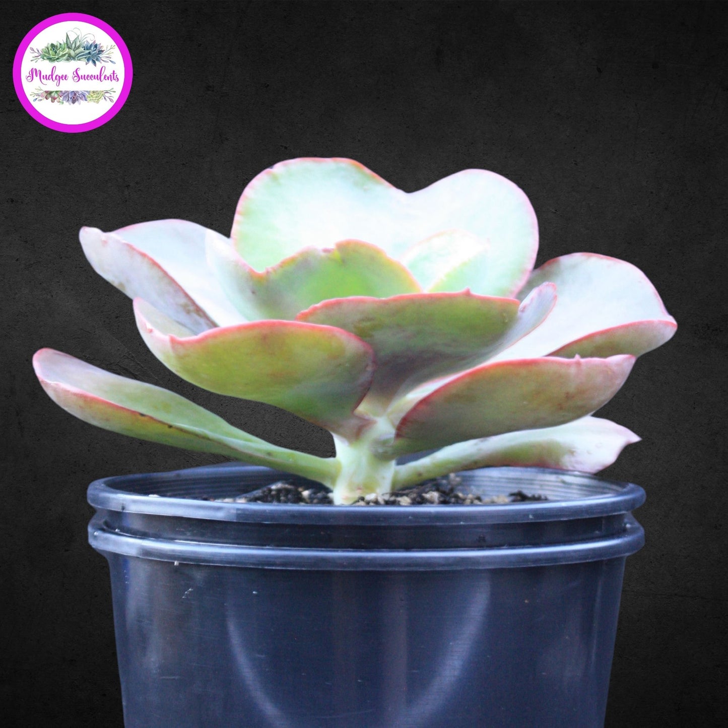 Succulent Plant - Echeveria 'Big Red' - Mudgee Succulents Online Shop