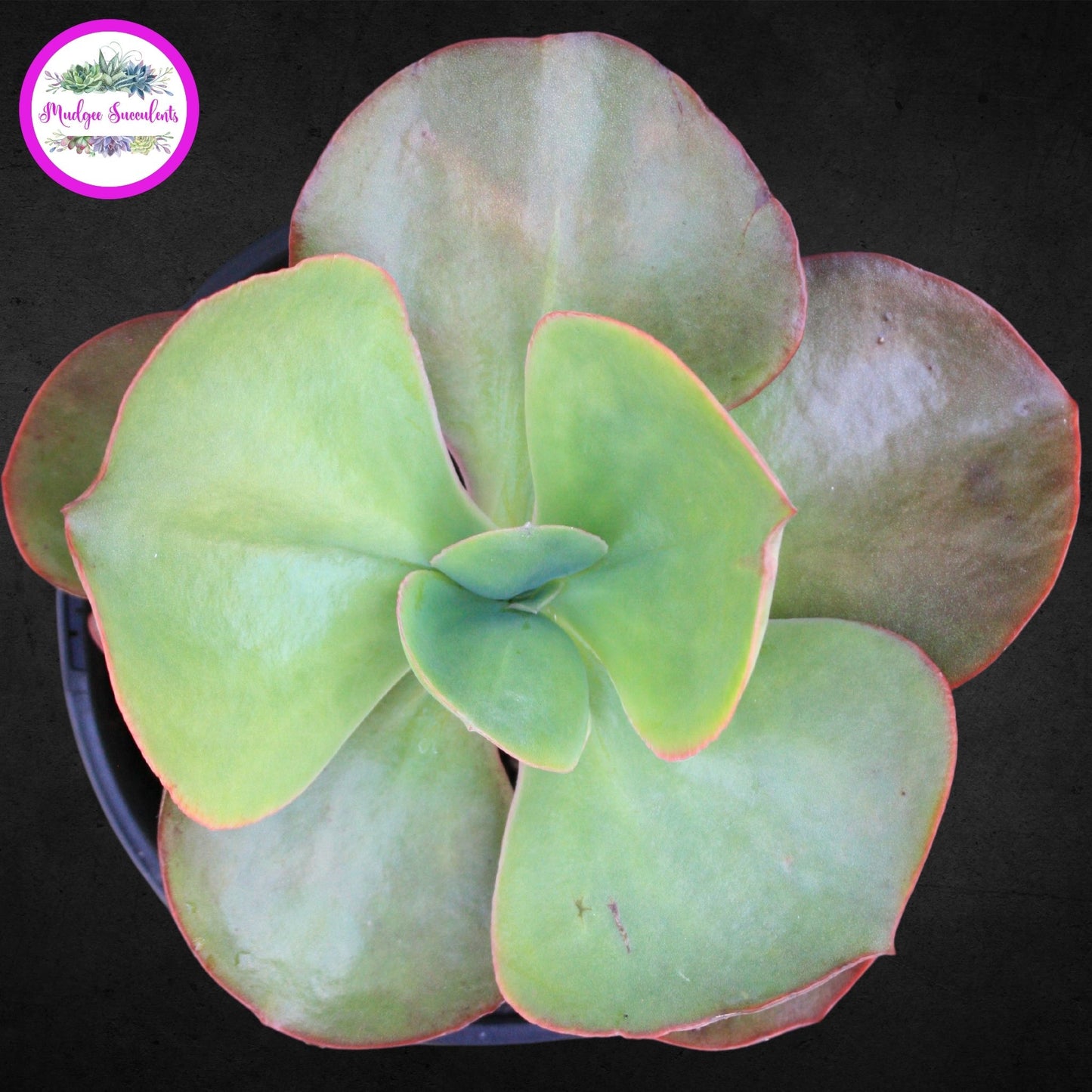 Succulent Plant - Echeveria 'Big Red' - Mudgee Succulents Online Shop