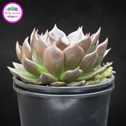 Succulent Plant - Echeveria 'Black Prince' - Mudgee Succulents Online Shop