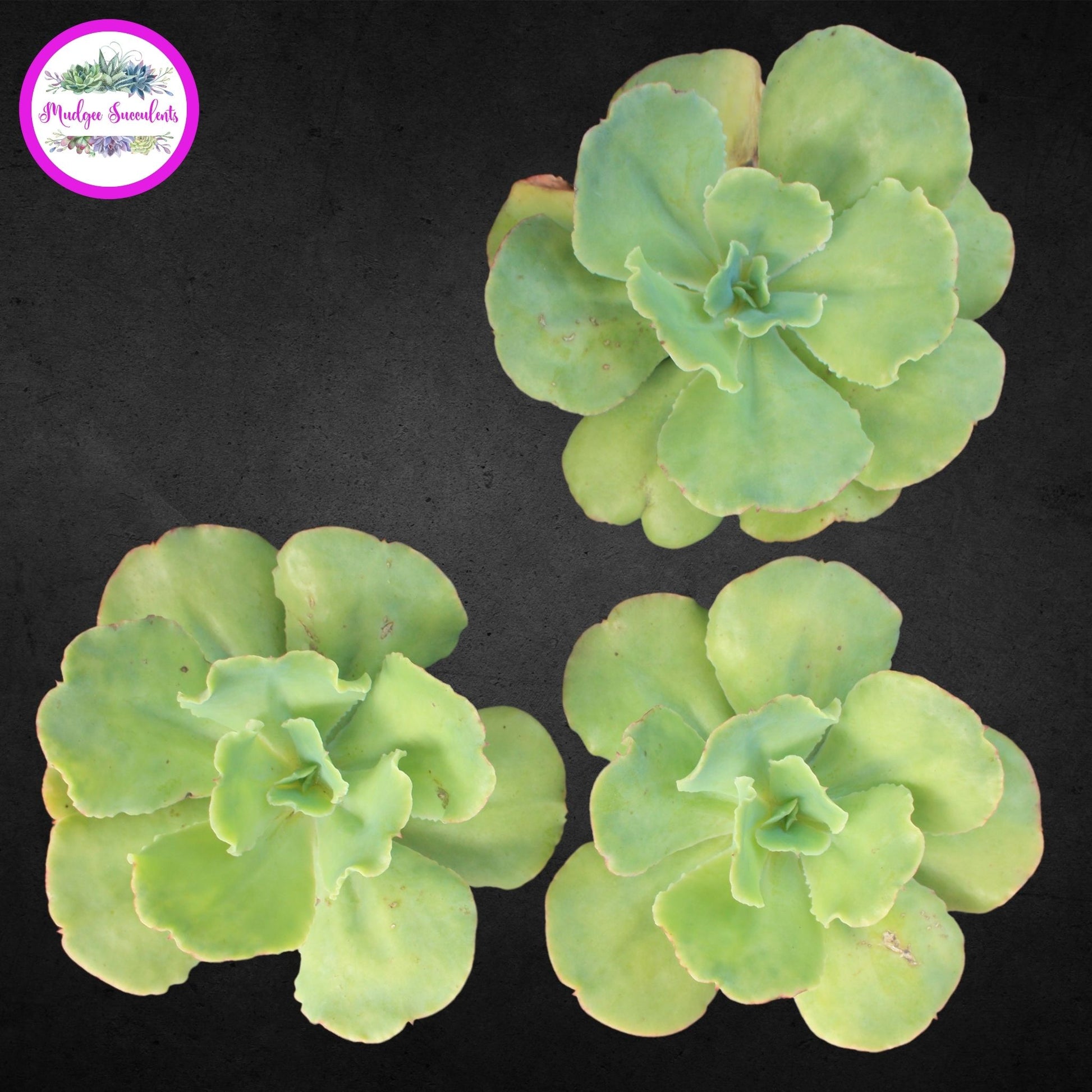 Succulent Plant - Echeveria 'Blondie' - Mudgee Succulents Online Shop