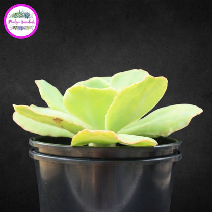 Succulent Plant - Echeveria 'Blondie' - Mudgee Succulents Online Shop