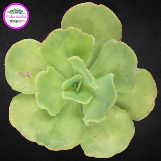Succulent Plant - Echeveria 'Blondie' - Mudgee Succulents Online Shop
