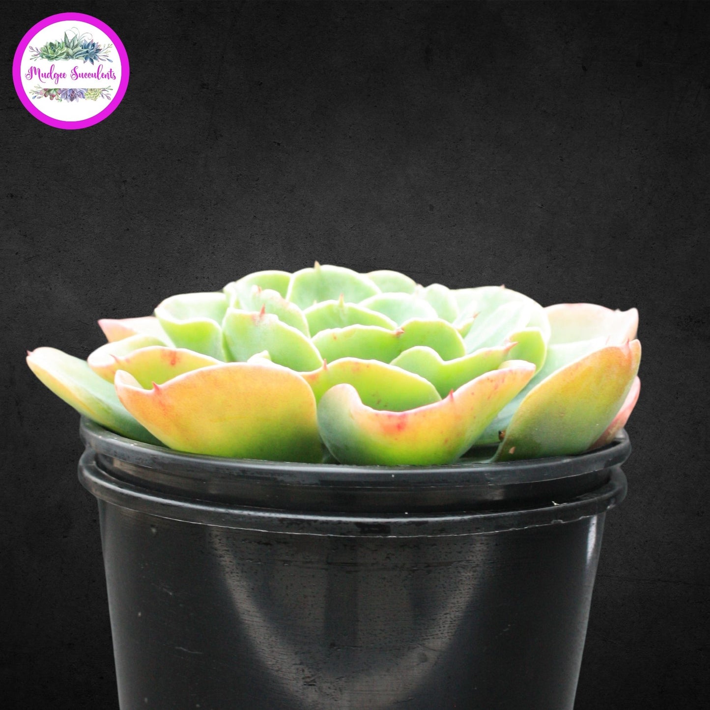 Echeveria 'Blue Horizon' - Mudgee Succulents