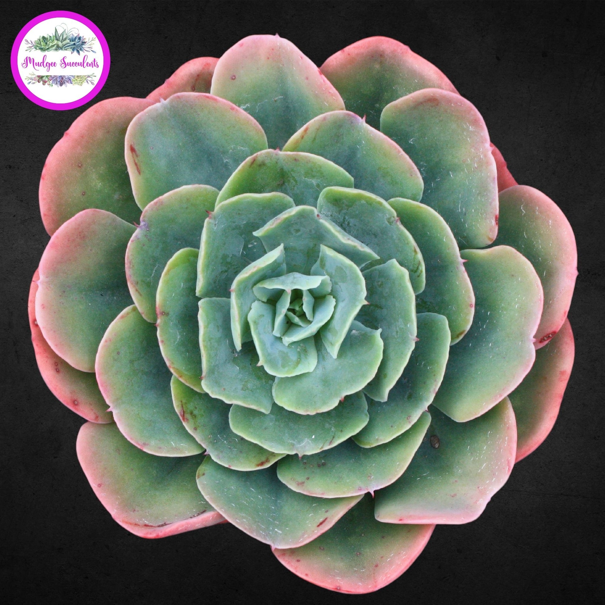 Echeveria 'Blue Horizon' - Mudgee Succulents