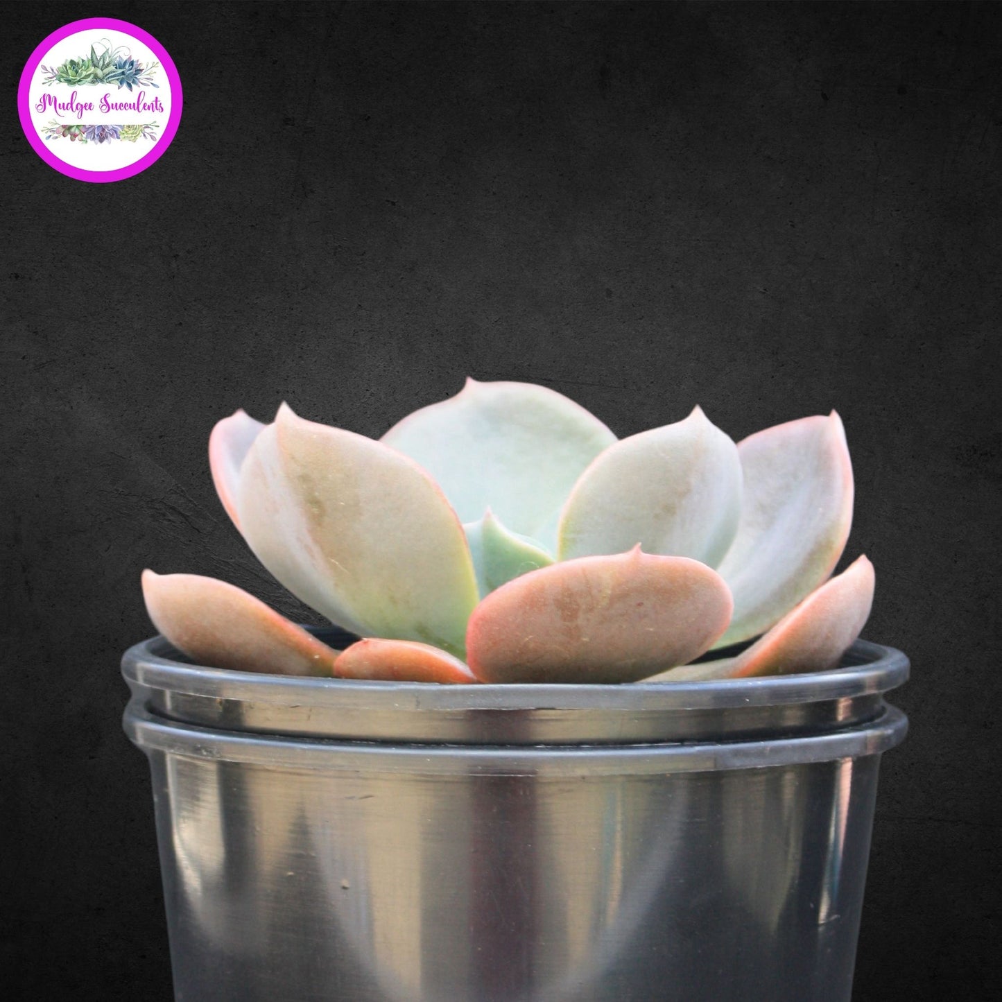 Echeveria 'Blue Metal' - Mudgee Succulents Online Shop