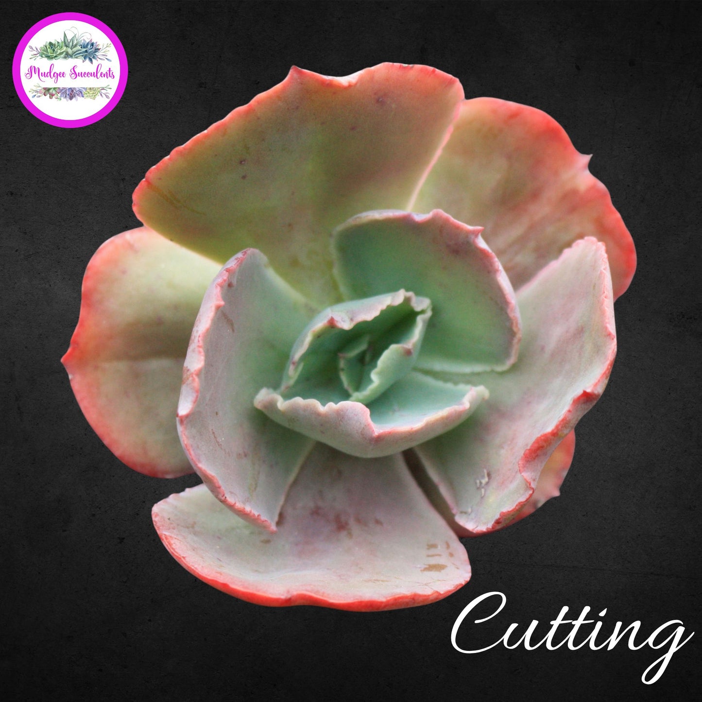 Echeveria "Bumps' Cutting - Mudgee Succulents