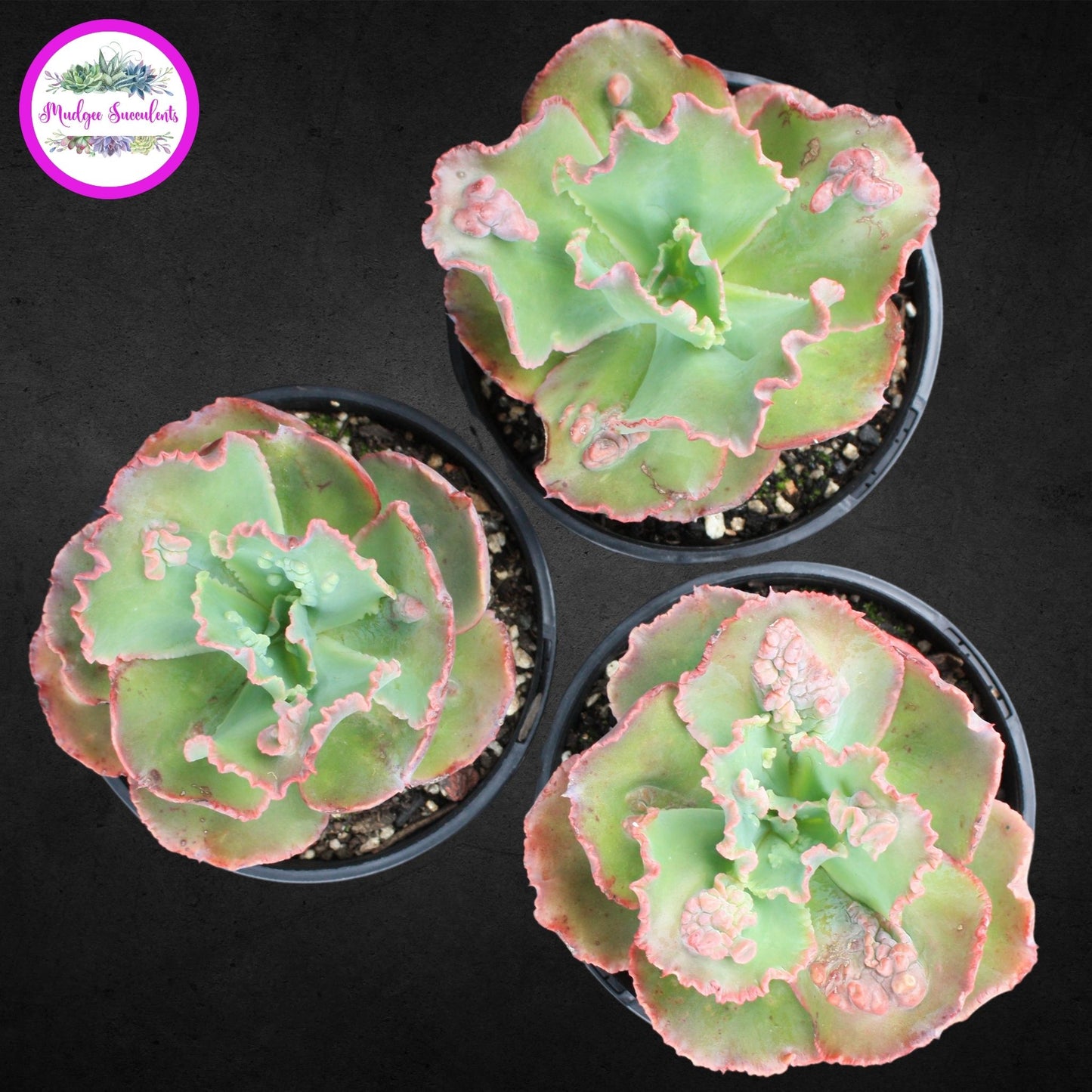 Succulent Plant - Echeveria "Bumps' - Mudgee Succulents