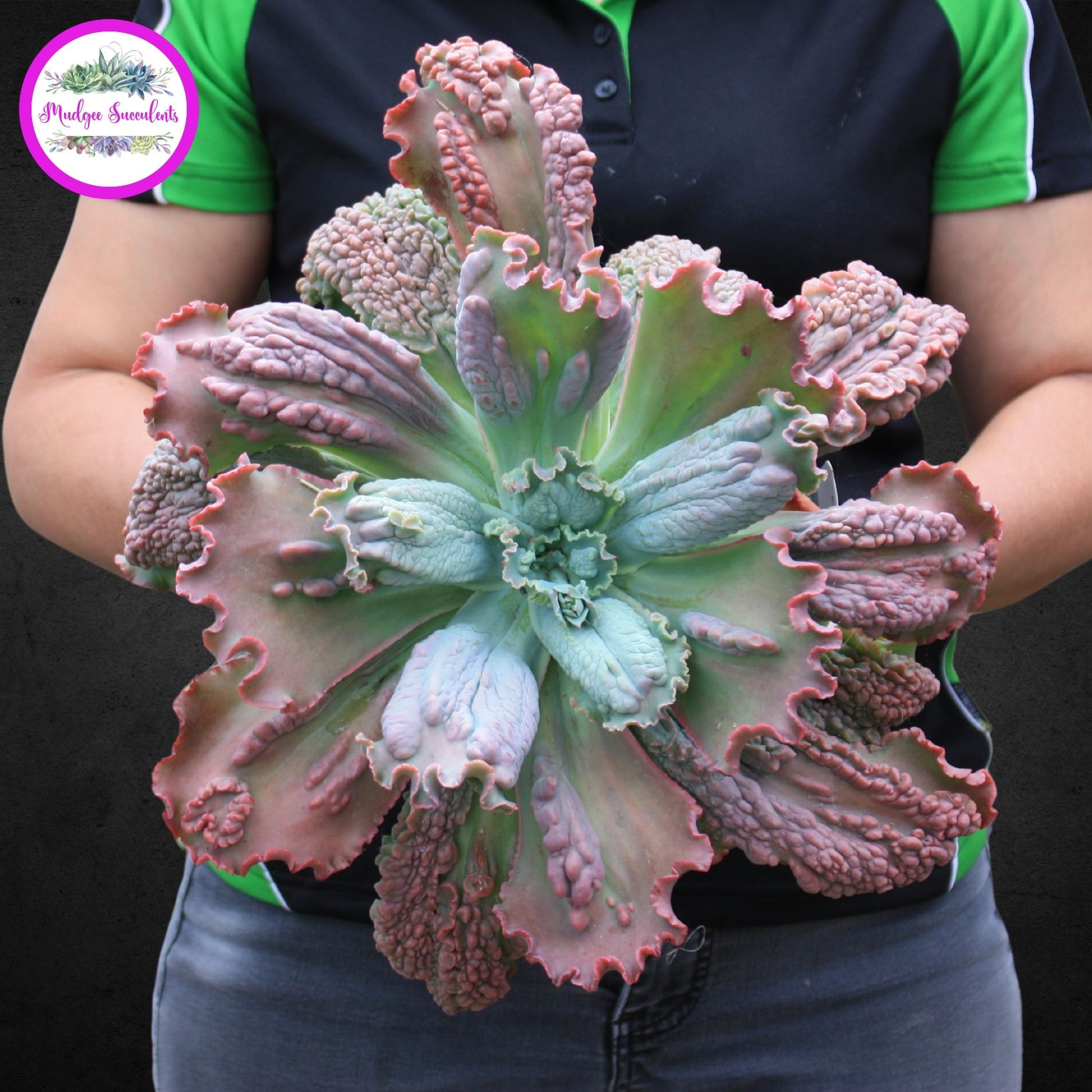 Echeveria 'Bumps' - Mature plant - Mudgee Succulents Online Shop
