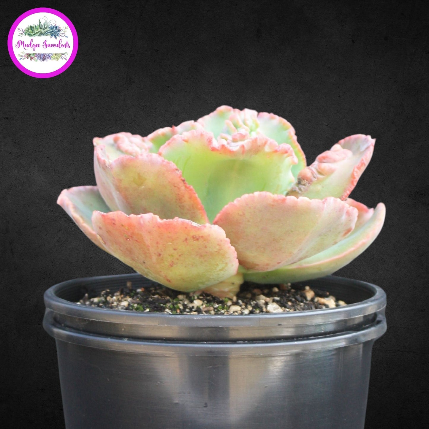 Succulent Plant - Echeveria "Bumps' - Mudgee Succulents