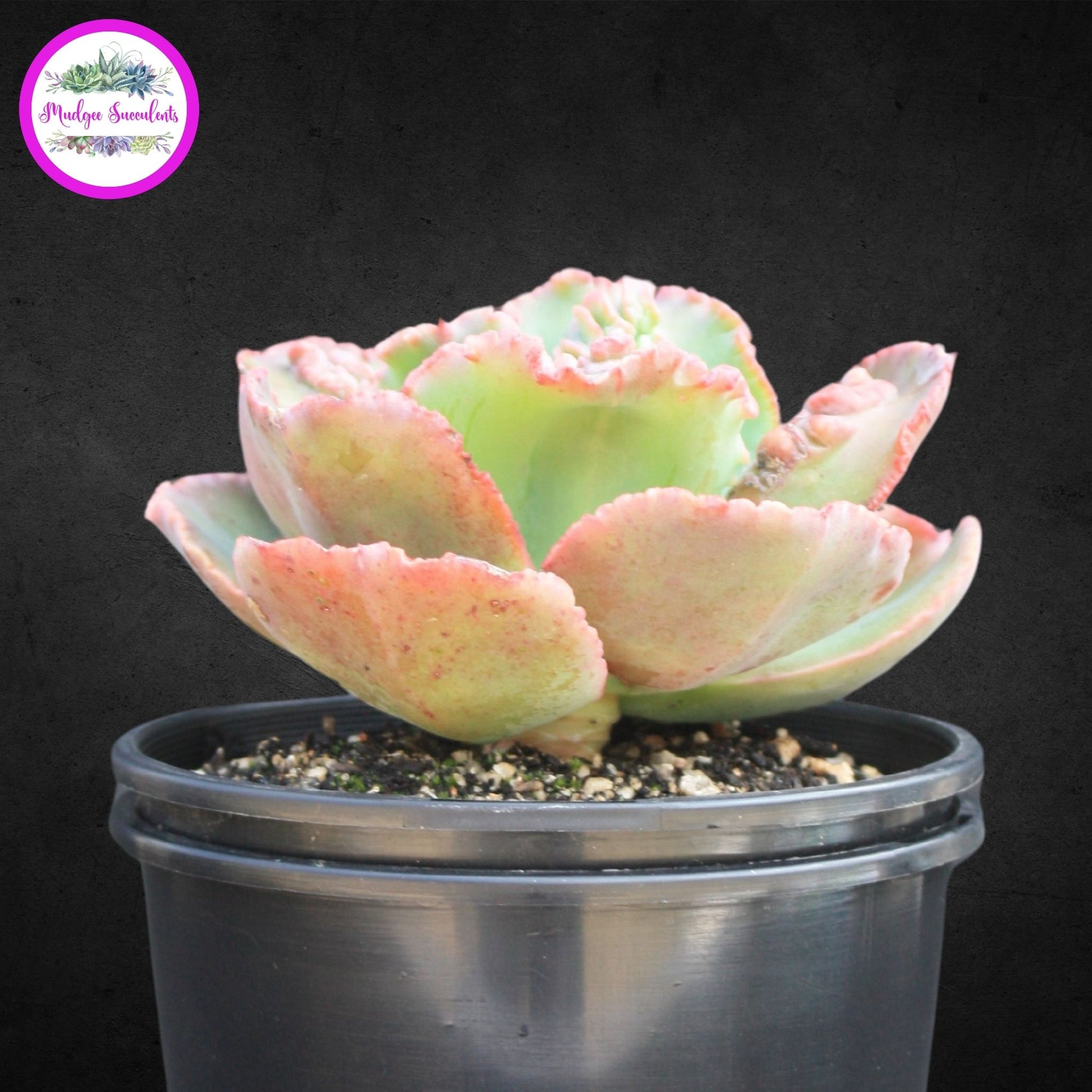 Succulent Plant - Echeveria "Bumps' - Mudgee Succulents
