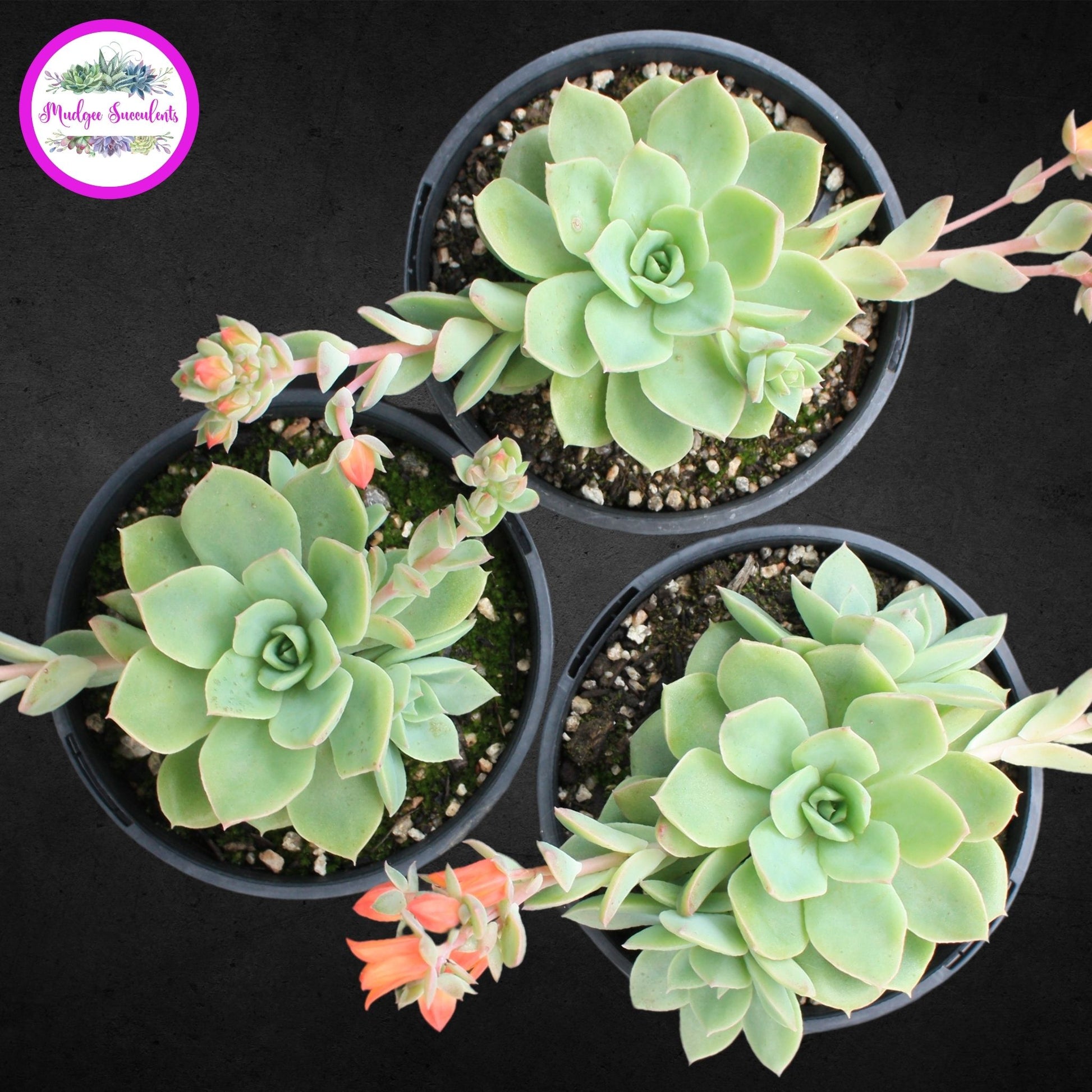 Succulent Plant - Echeveria 'Californica' - Mudgee Succulents