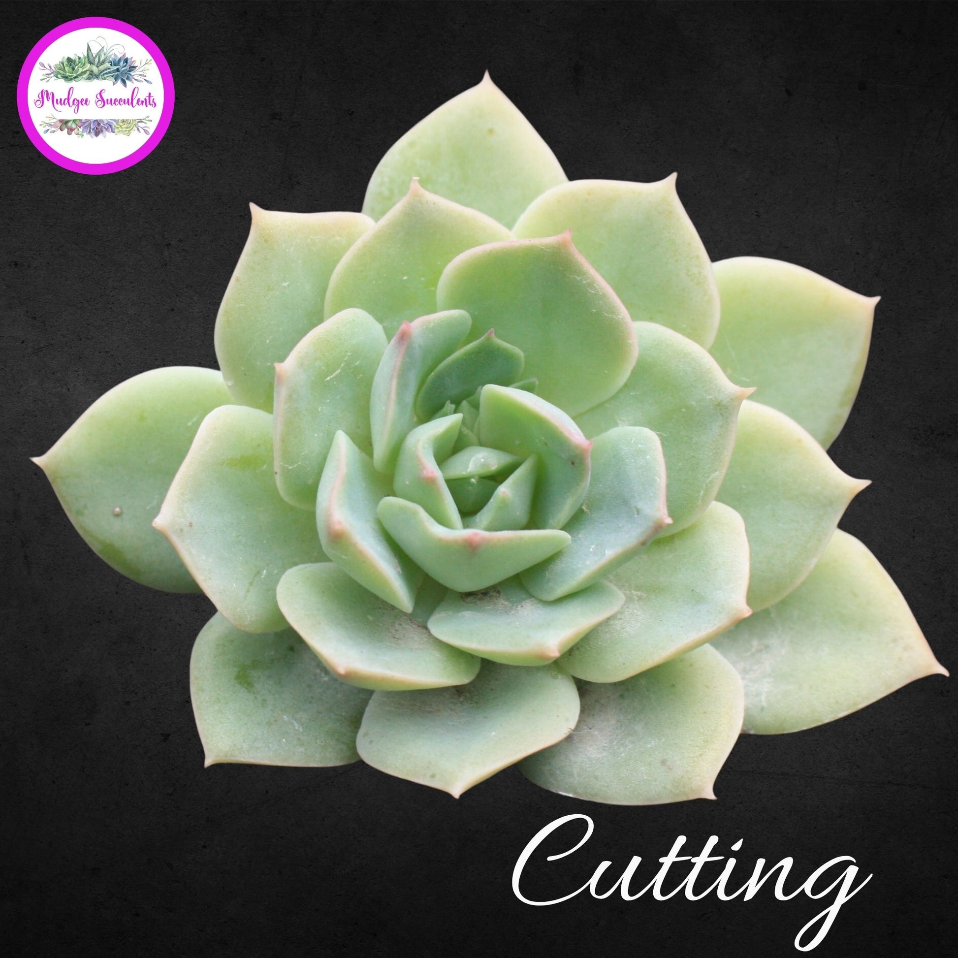 Echeveria "Californica' cutting - Mudgee Succulents