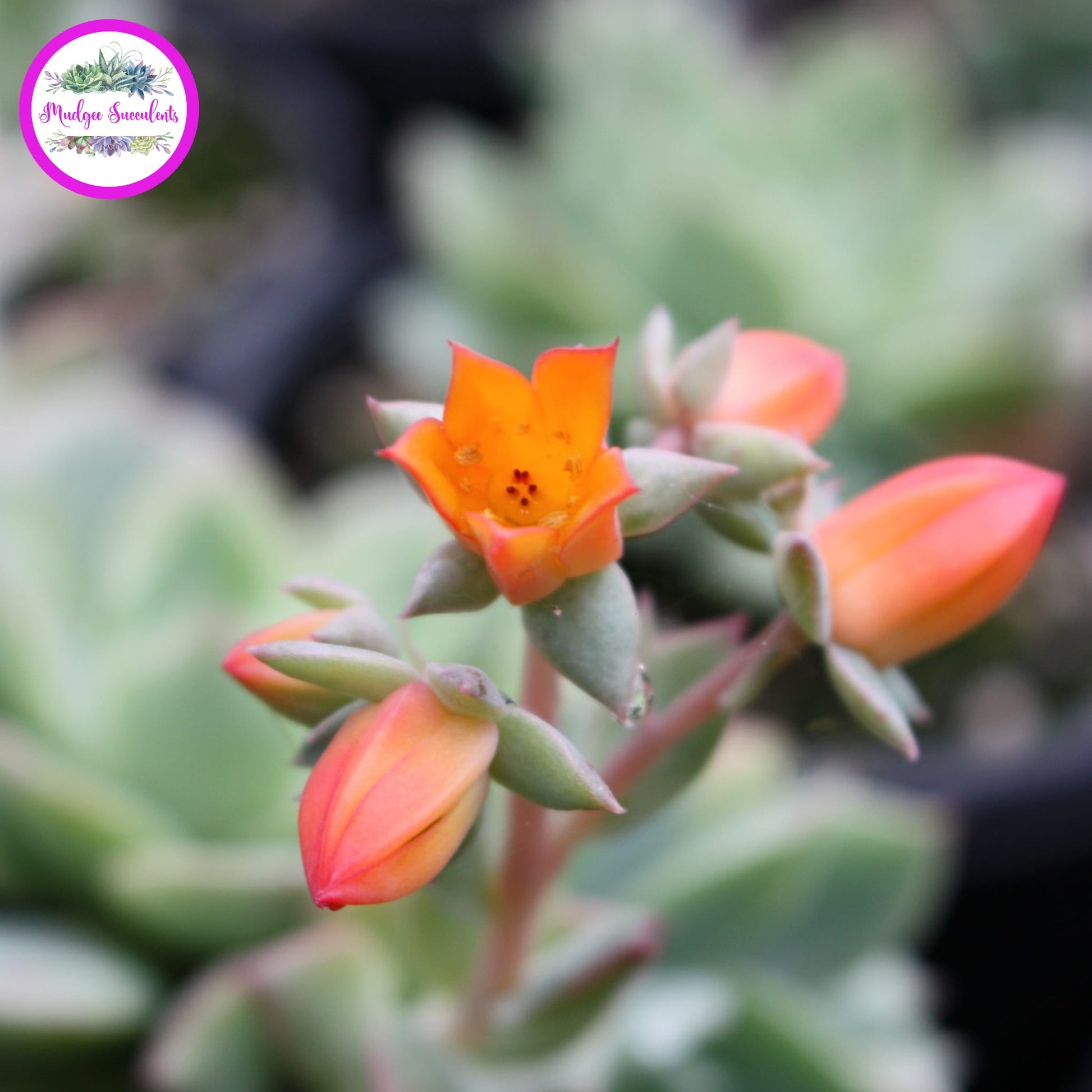 Echeveria ‘Californica’ with orange flower buds and a partly open flower.