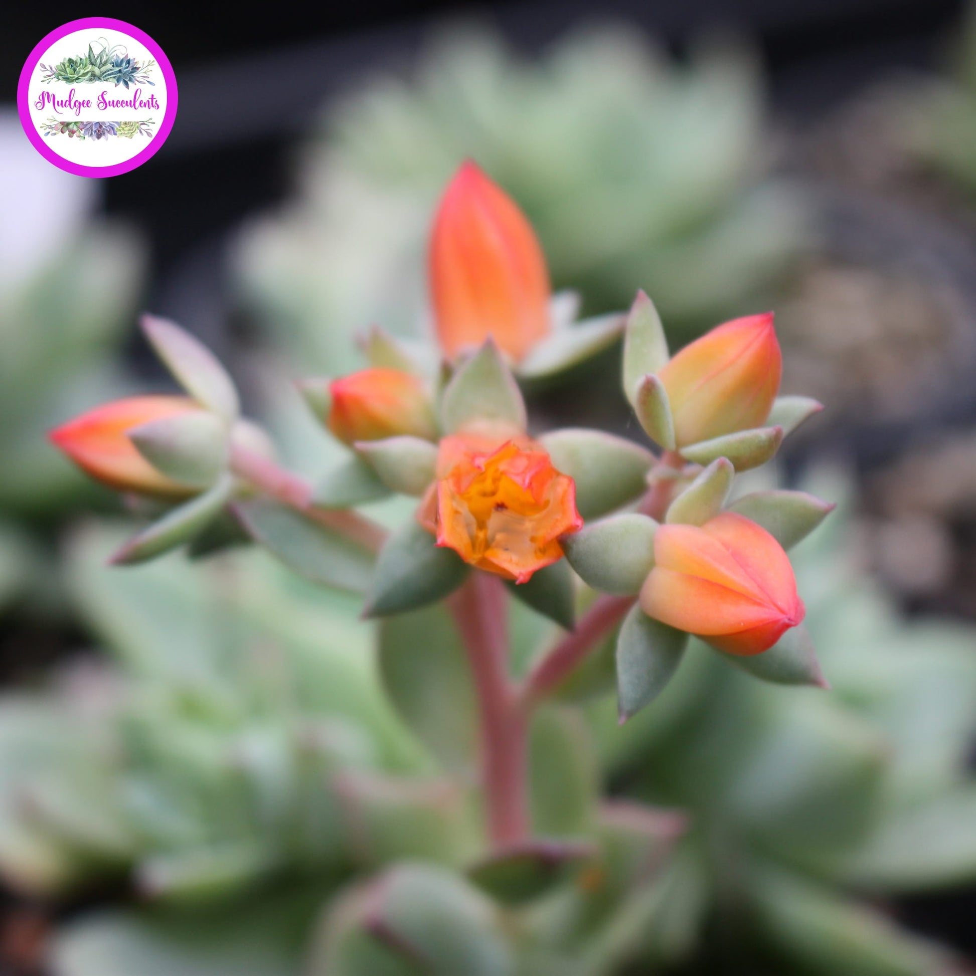 Echeveria ‘Californica’ with orange flowers