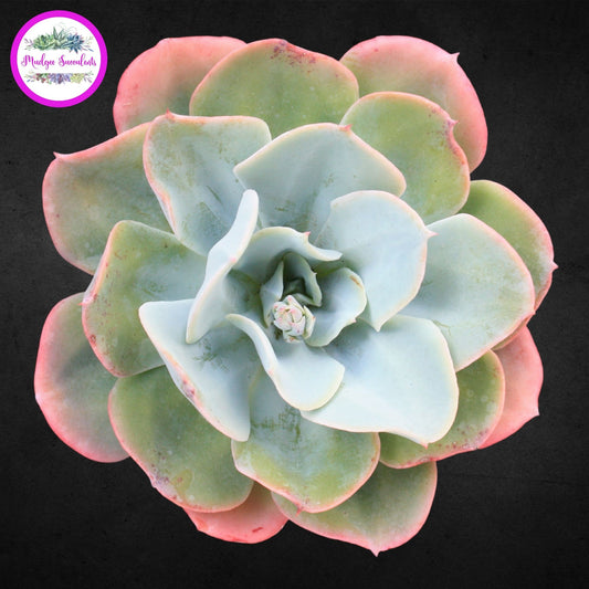 Echeveria 'Cloudburst' - Mudgee Succulents Online Shop